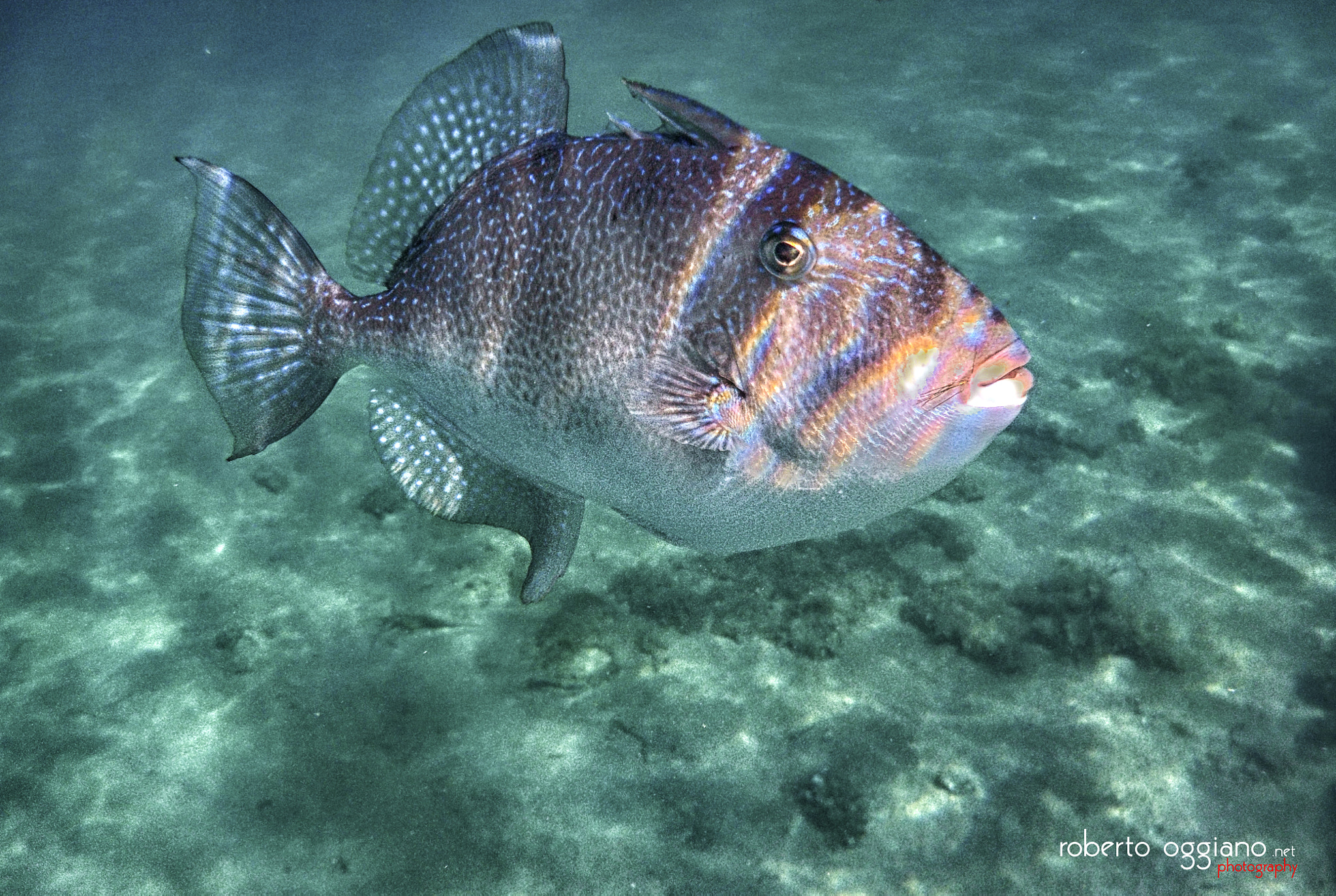Nikon Coolpix S33 sample photo. Triggerfish photography