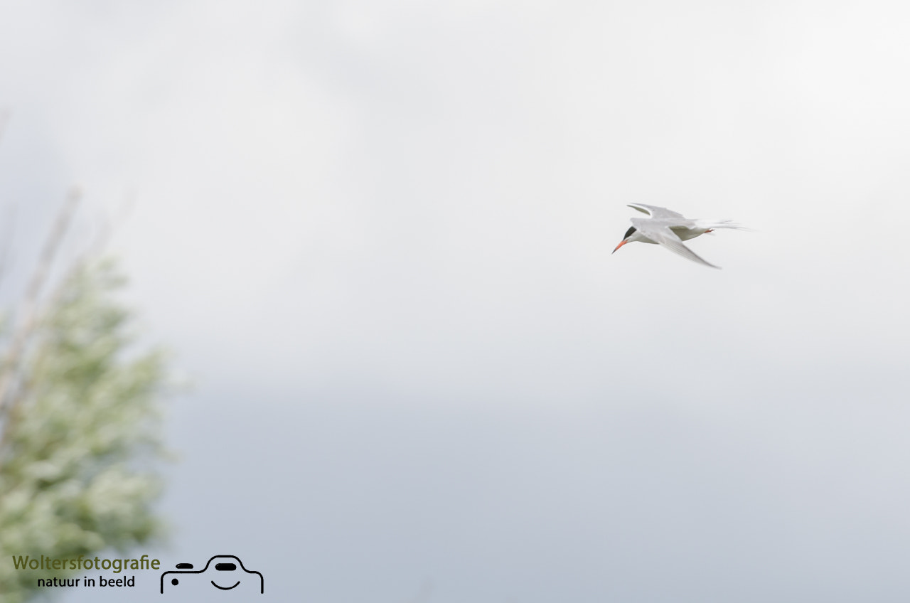 Nikon AF-S Nikkor 200-400mm F4G ED-IF VR sample photo. Common tern photography