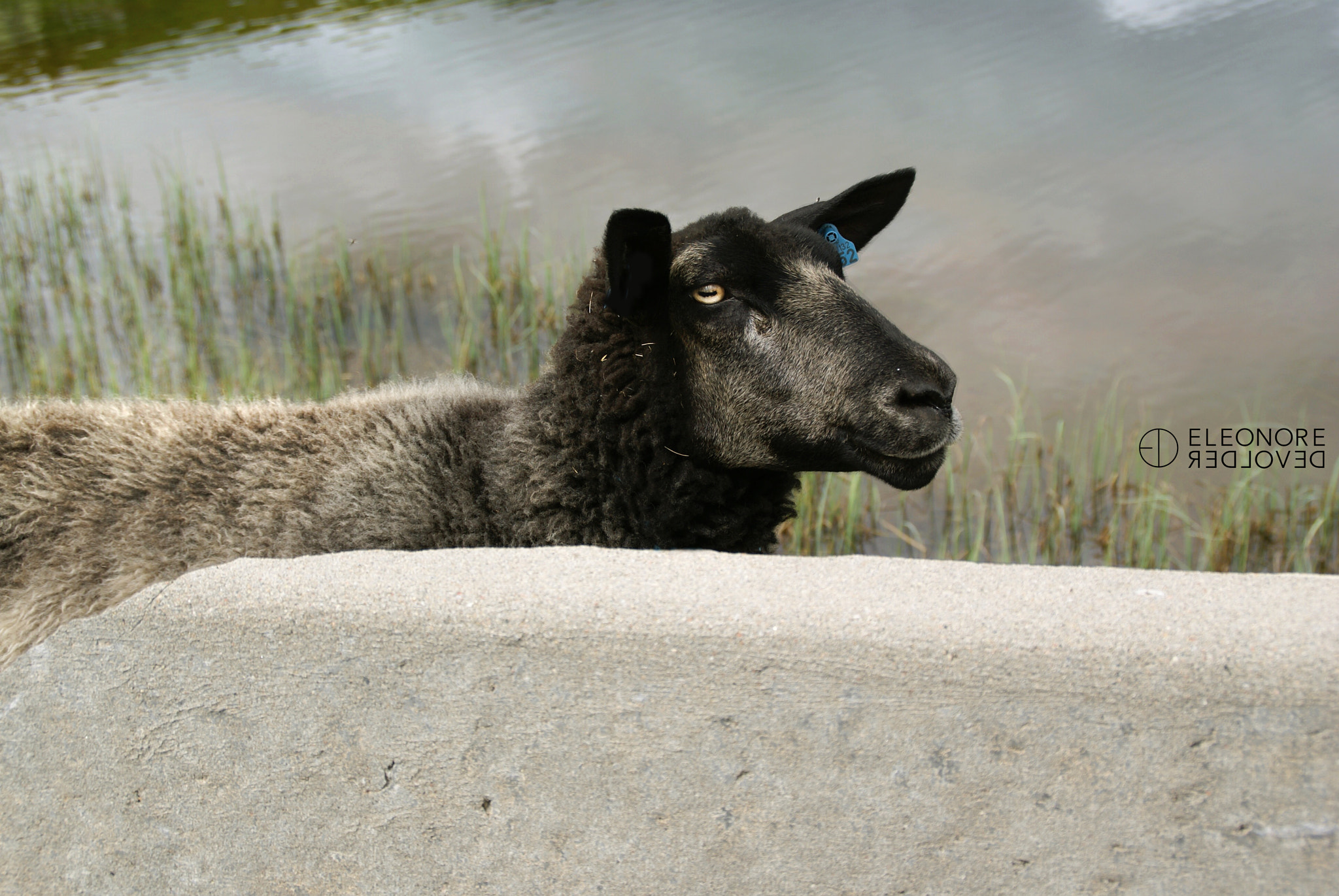 Sony Alpha DSLR-A100 sample photo. Black sheep photography