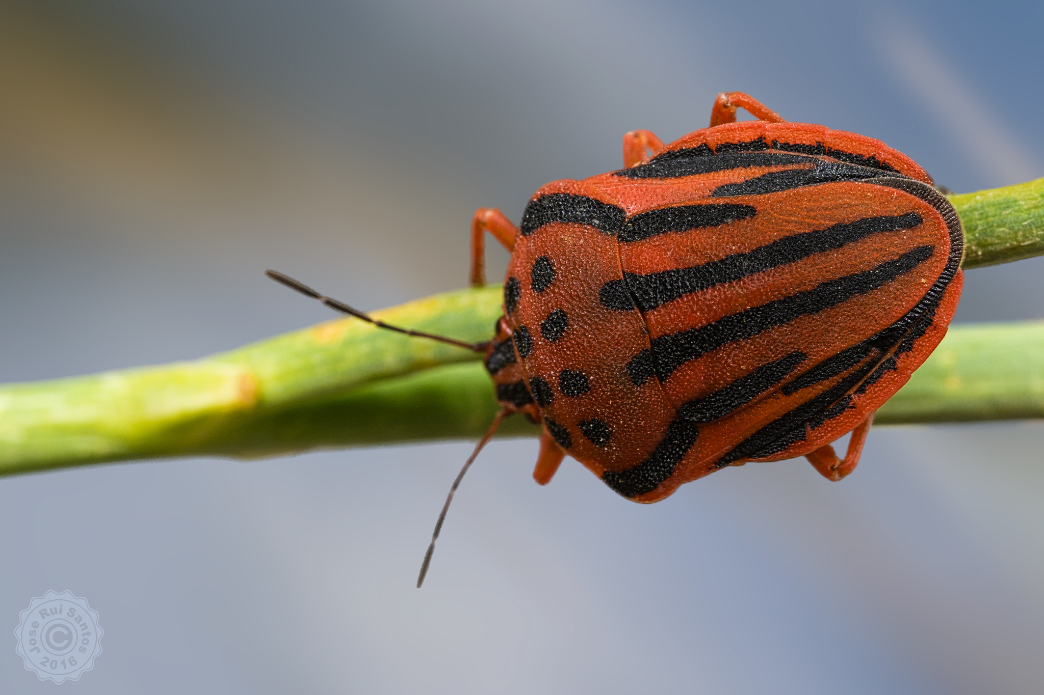 Canon MP-E 65mm F2.5 1-5x Macro Photo sample photo. Above the shield bug photography