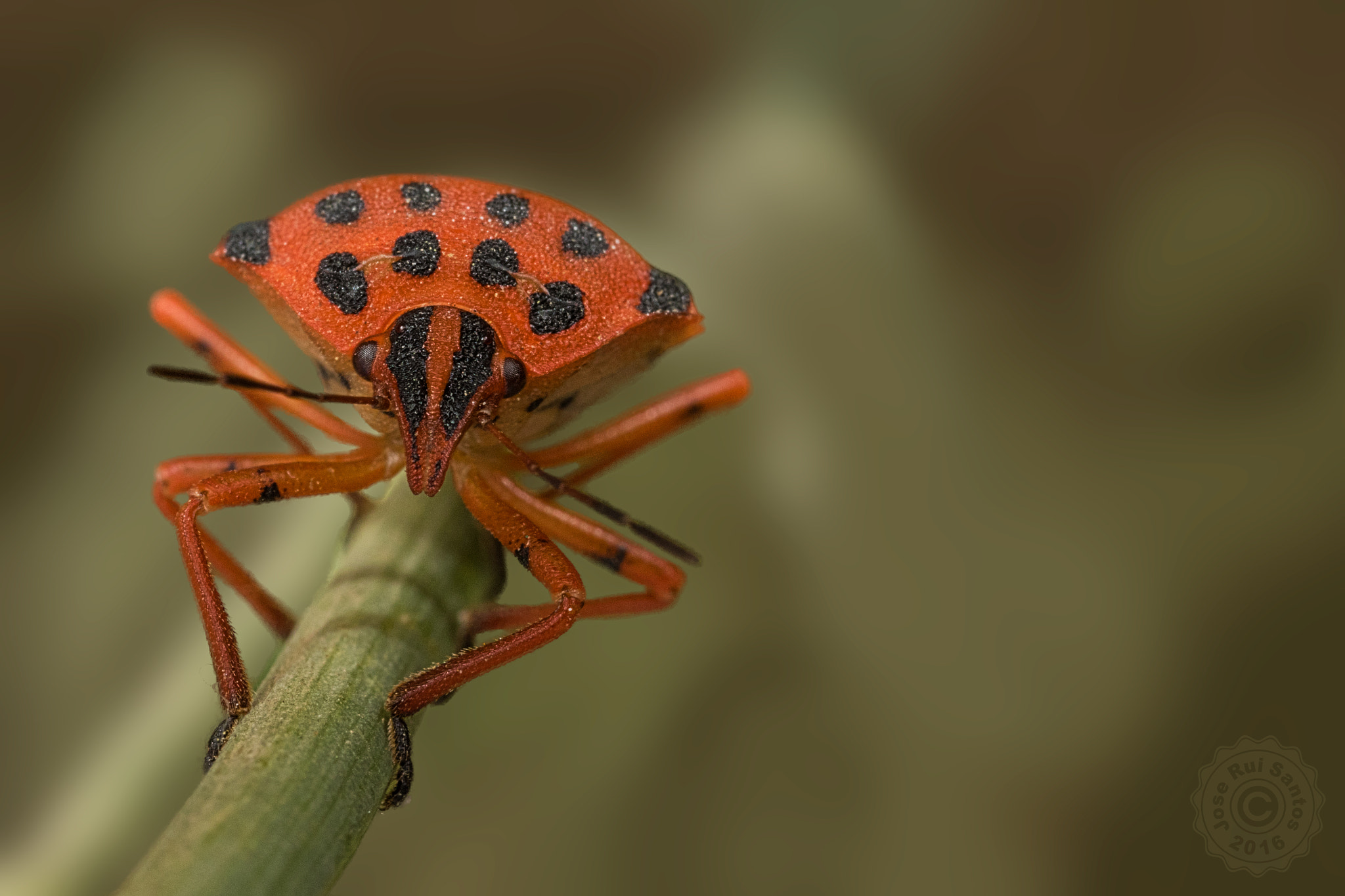 Canon MP-E 65mm F2.5 1-5x Macro Photo sample photo. A shield bug wondering what i am doing... photography