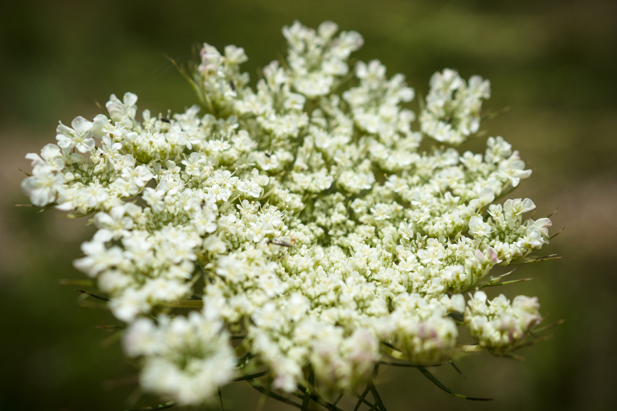 Sony DT 30mm F2.8 Macro SAM sample photo. Queen annes lace, in your face photography