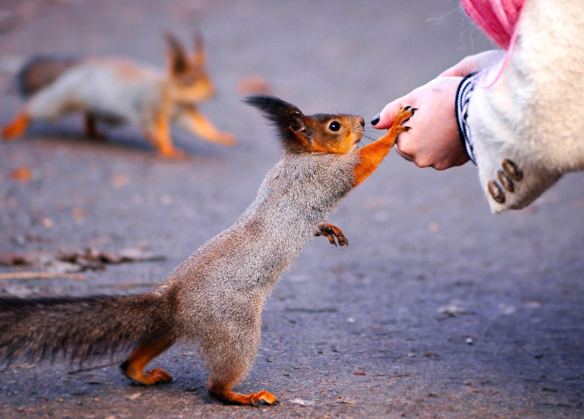 Sony SLT-A57 + Sony DT 55-200mm F4-5.6 SAM sample photo. 2 squirrels photography