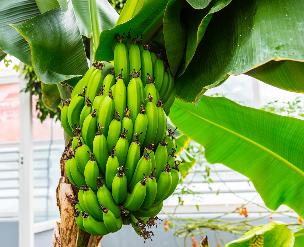 Bananas in Iceland by Marc Salm on 500px.com