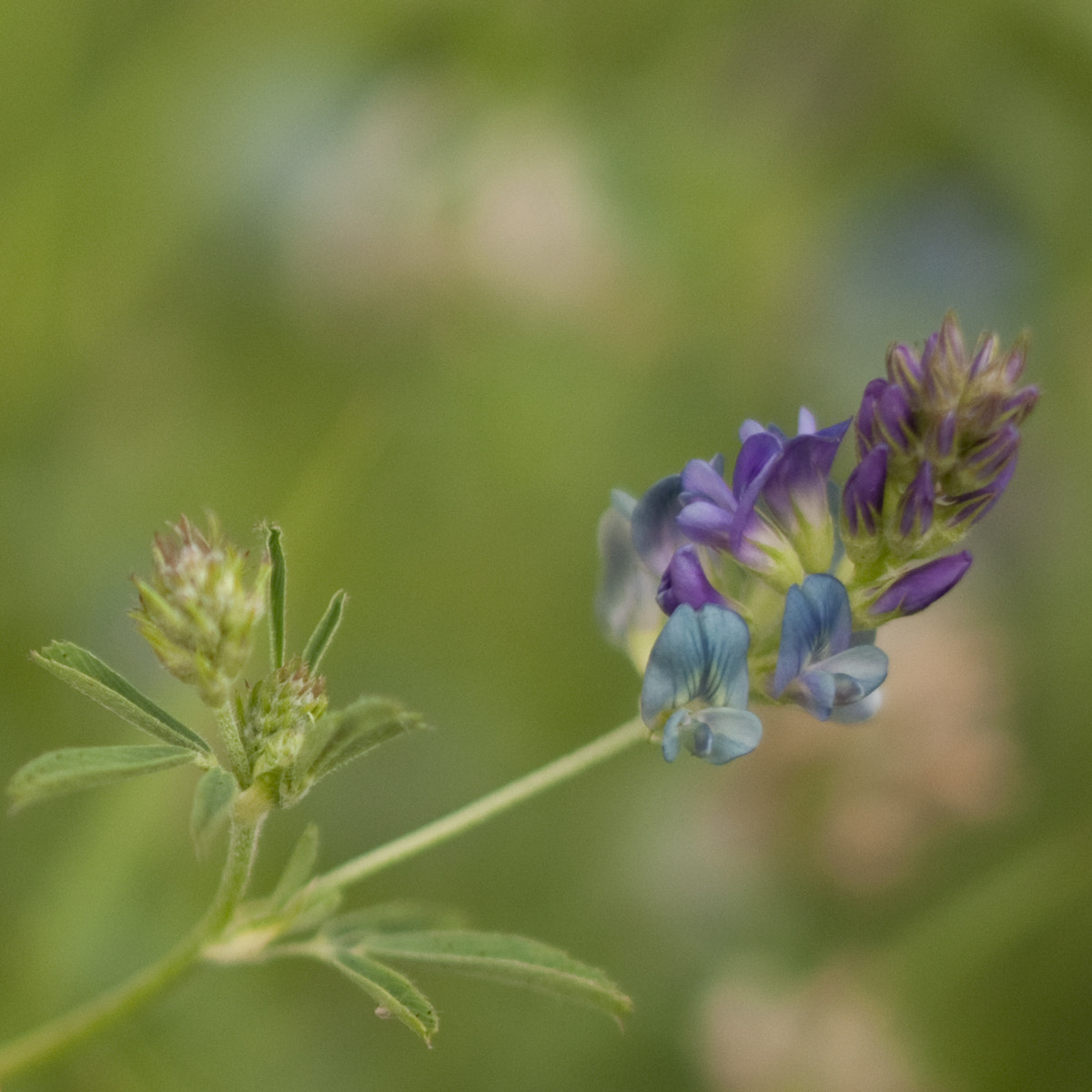 Nikon D90 sample photo. Alfalfa closeup photography