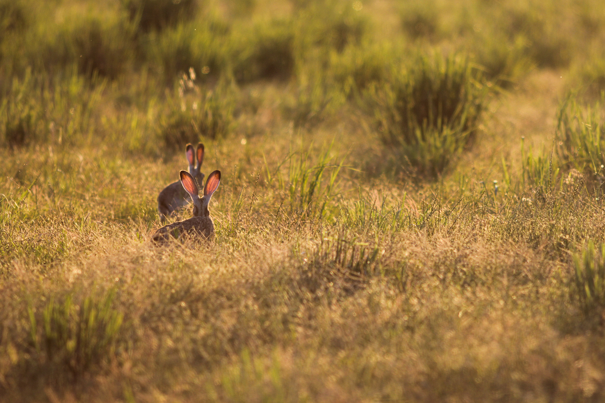 Canon EOS 60D + Canon EF 200mm F2.8L II USM sample photo. Ears photography