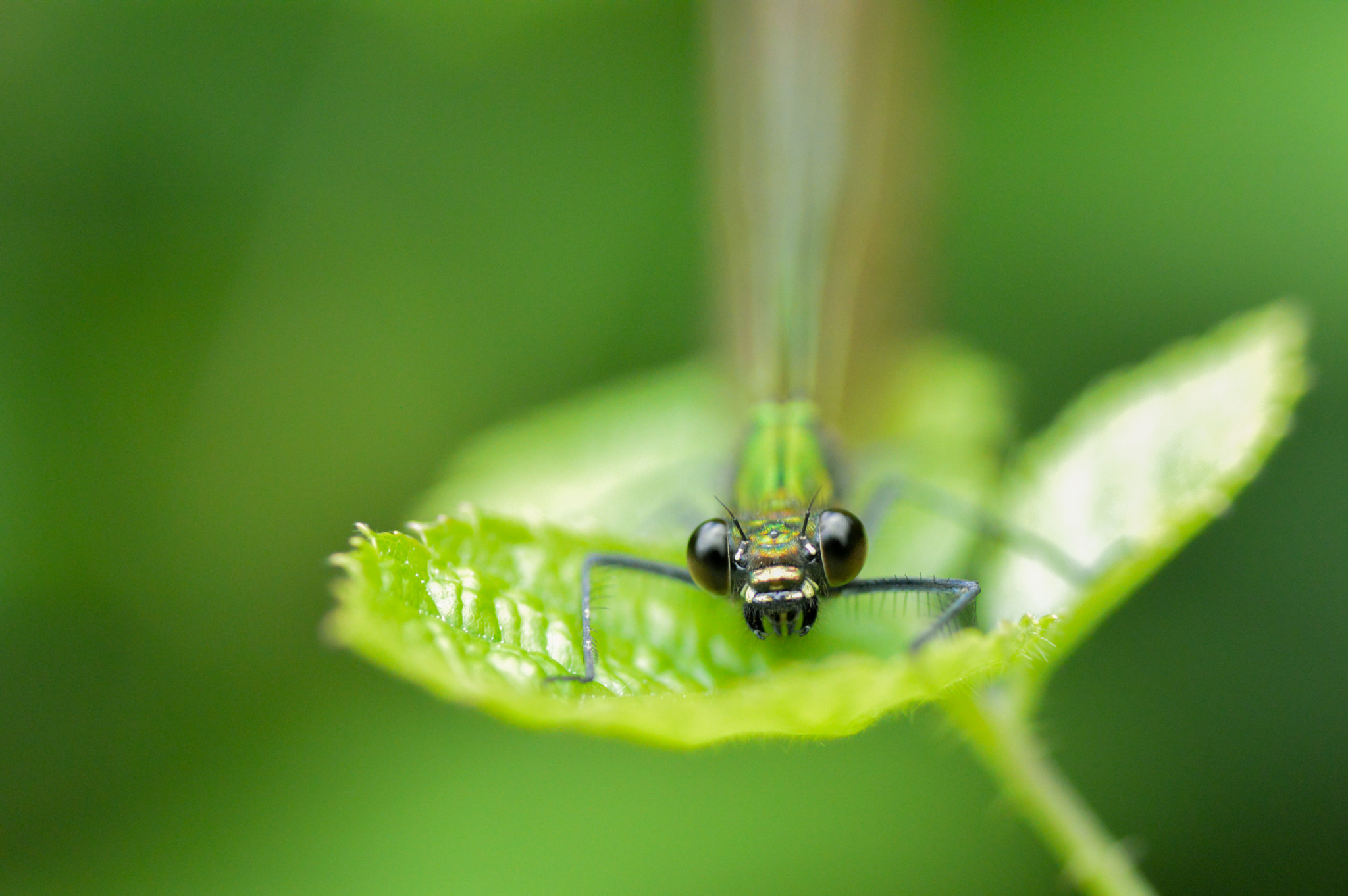 Nikon D3200 + Tamron SP 90mm F2.8 Di VC USD 1:1 Macro sample photo. Deep watching photography