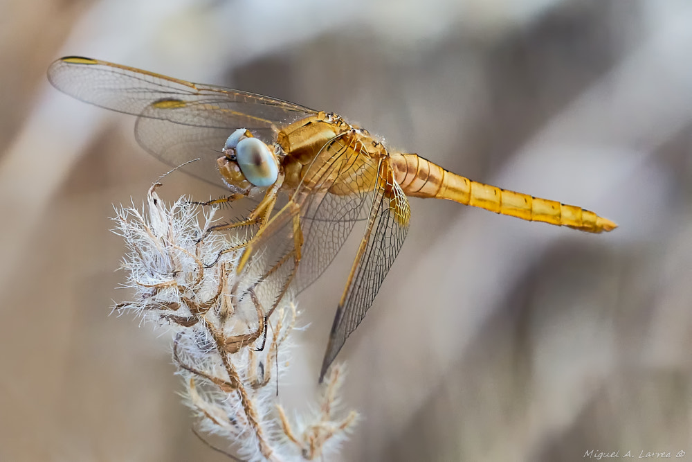 Sony ILCA-77M2 sample photo. Golden photography