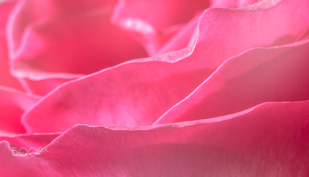 Panasonic Lumix G Vario 45-200mm F4-5.6 OIS sample photo. Pink waves photography