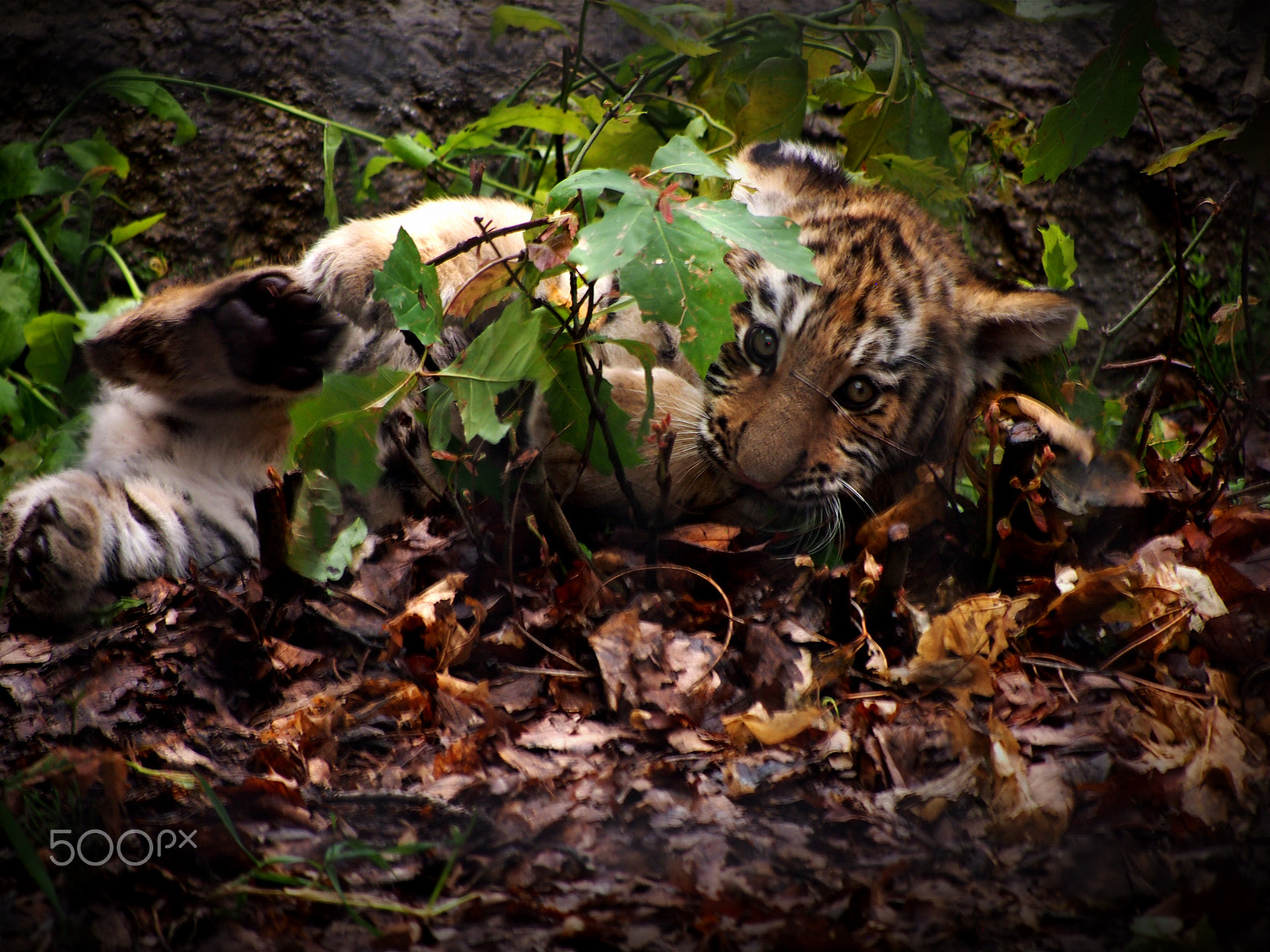 Olympus PEN E-PM1 sample photo. Tiger baby photography