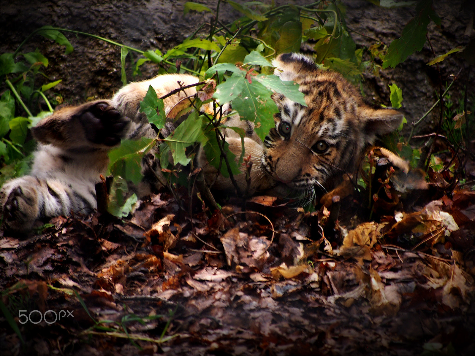 Olympus PEN E-PM1 + Panasonic Lumix G Vario 45-200mm F4-5.6 OIS sample photo. Tiger baby photography