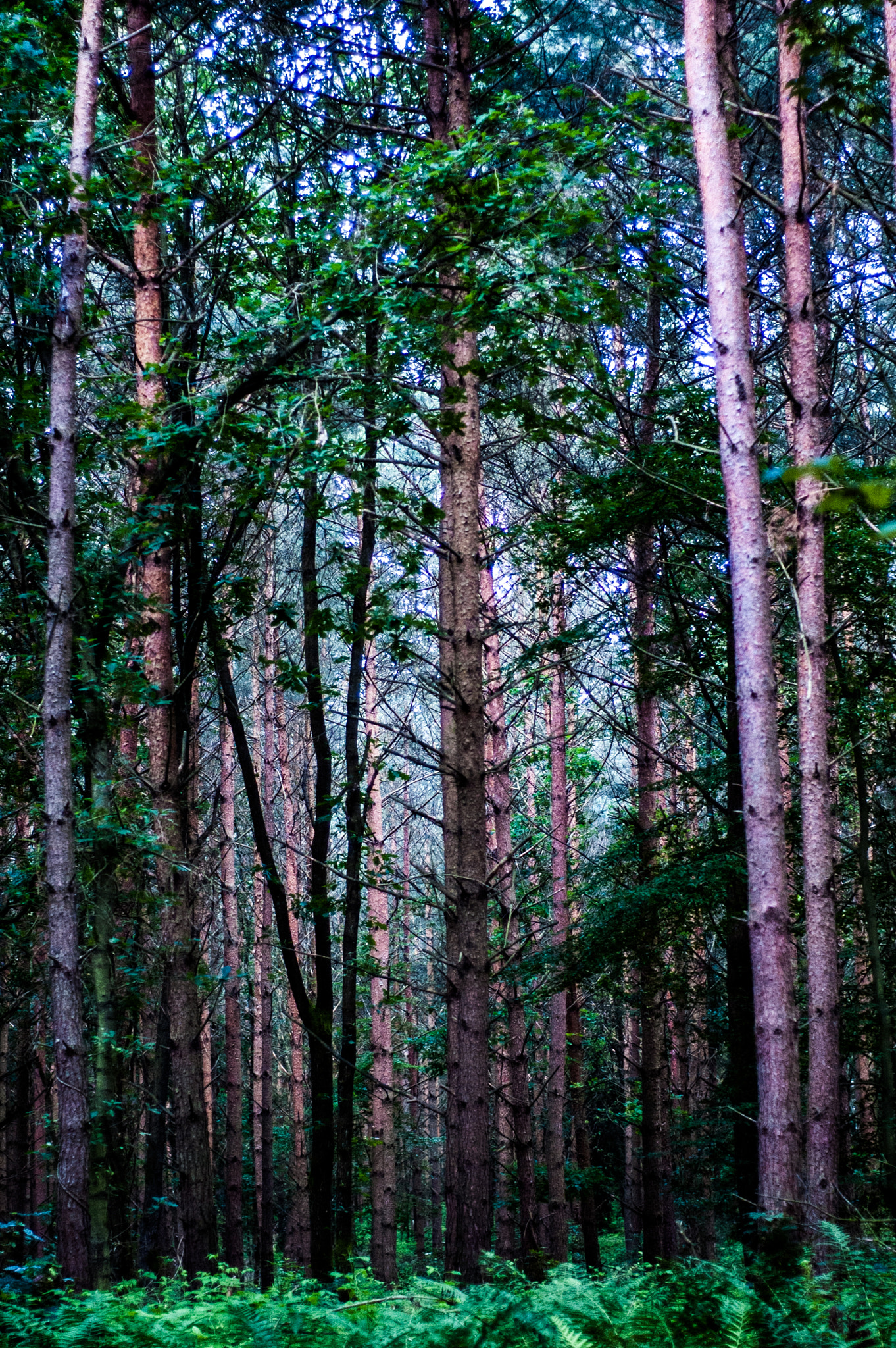 Nikon D70 sample photo. //woods photography