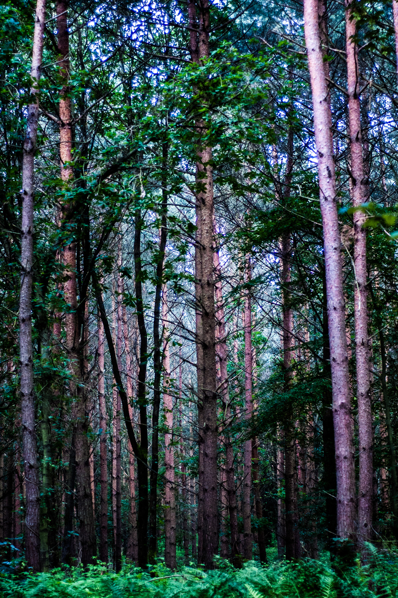 Nikon D70 + Nikon AF Nikkor 50mm F1.8D sample photo. //woods photography