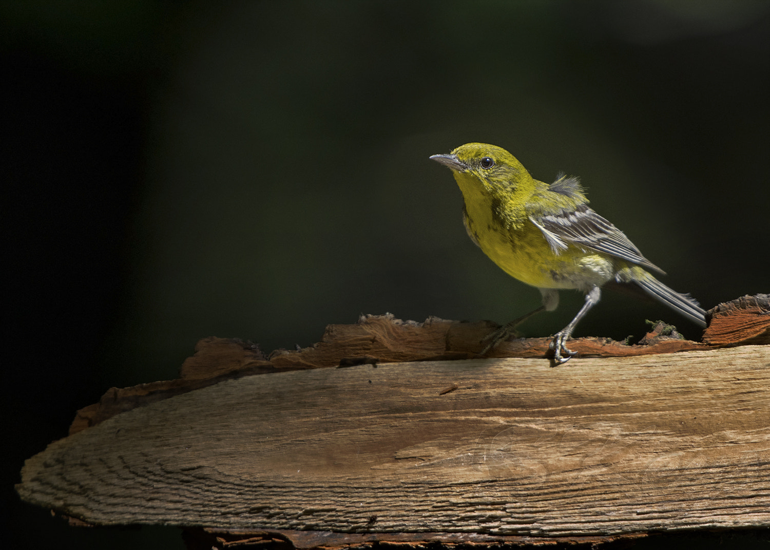 Nikon D7200 + Sigma 500mm F4.5 EX DG HSM sample photo. Lit (pine warbler) photography