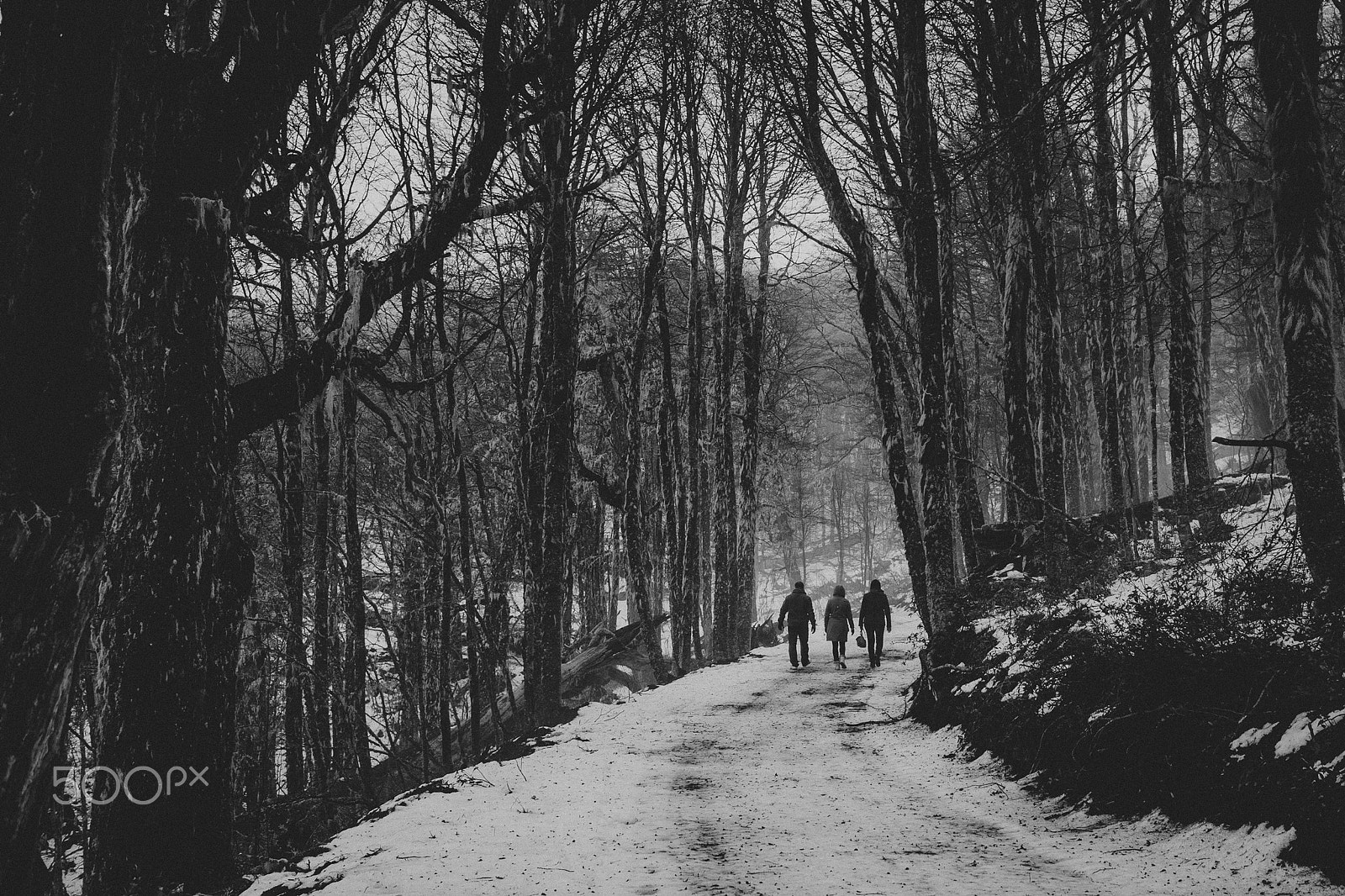 Canon EOS-1D X + Canon EF 35mm F1.4L USM sample photo. A walk through the woods photography