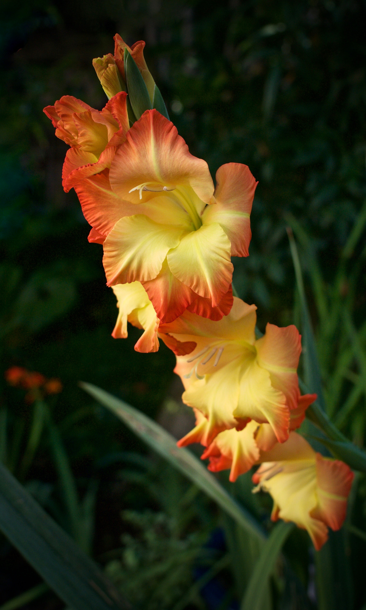 Nikon 1 J2 sample photo. Gladiola photography