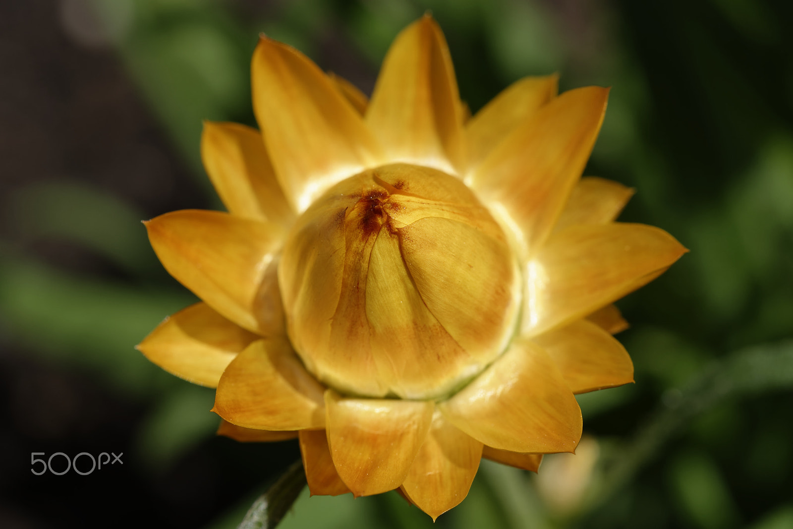 Nikon AF-S Micro-Nikkor 60mm F2.8G ED sample photo. Yellow flower photography