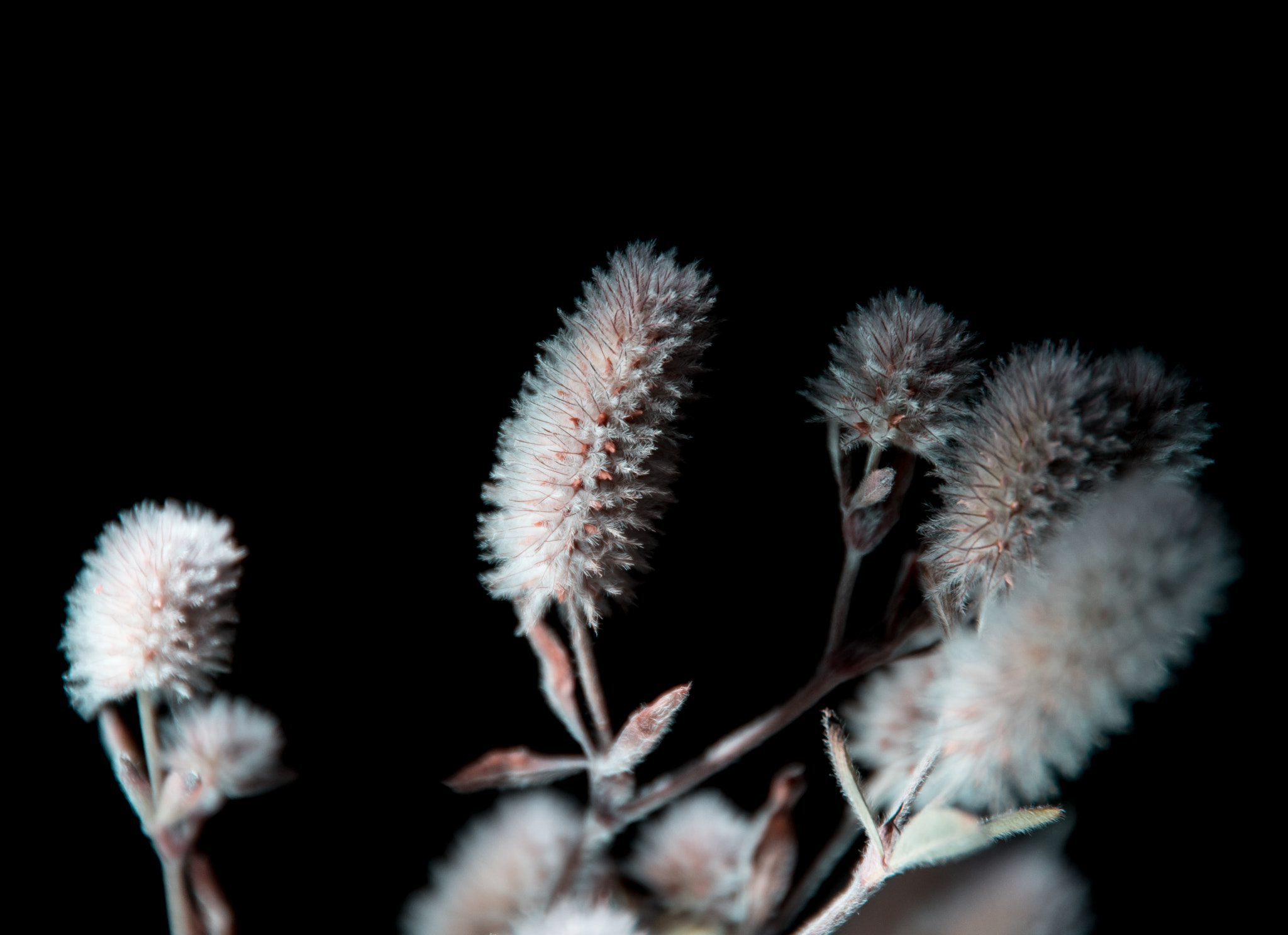 Sigma 17-70mm F2.8-4 DC Macro OS HSM | C sample photo. "the nest" photography
