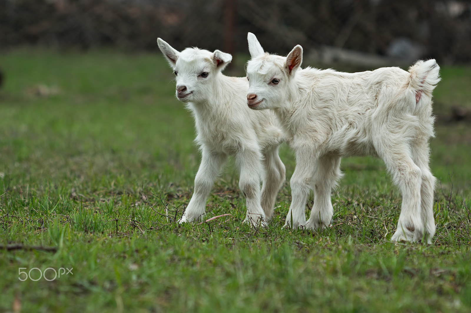 Canon EOS 650D (EOS Rebel T4i / EOS Kiss X6i) + Canon EF 100mm F2.8 Macro USM sample photo. Two little goats on a greed grass photography