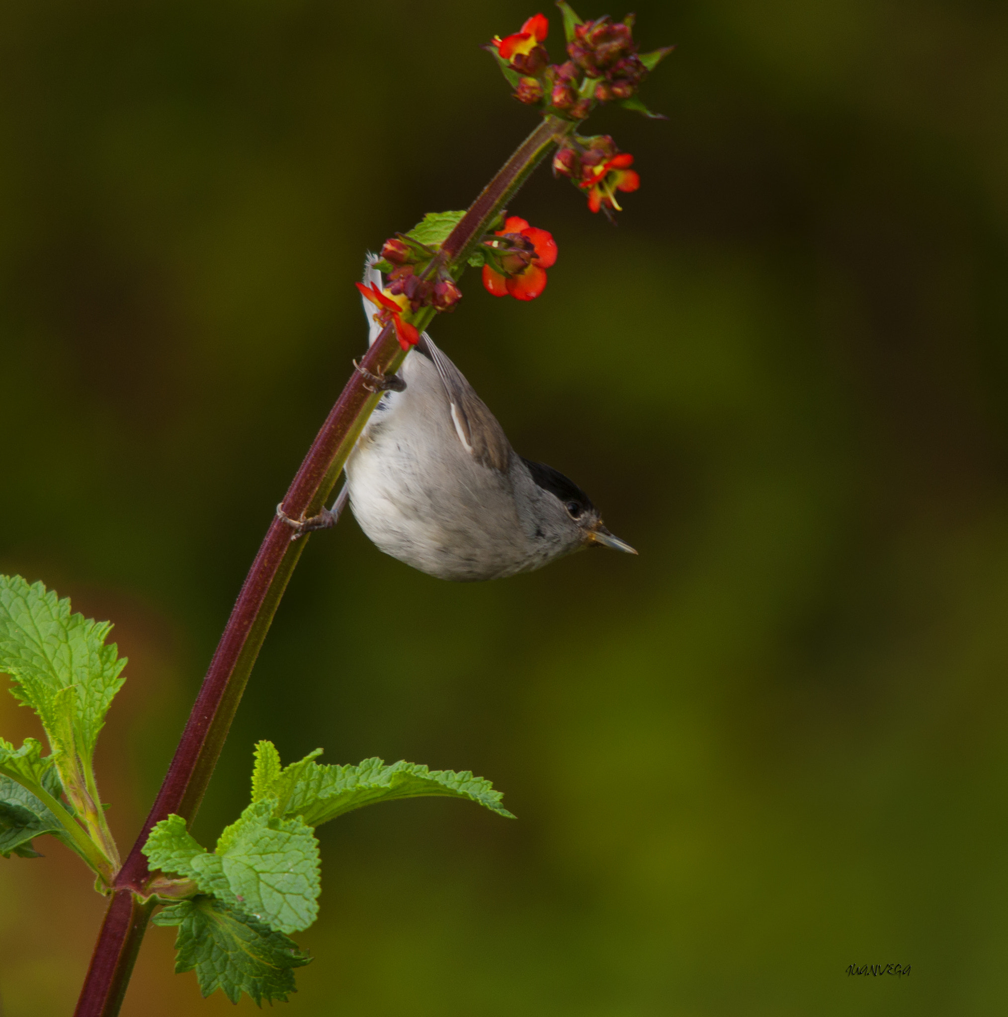 Sigma 150-500mm F5-6.3 DG OS HSM sample photo. Curruca photography
