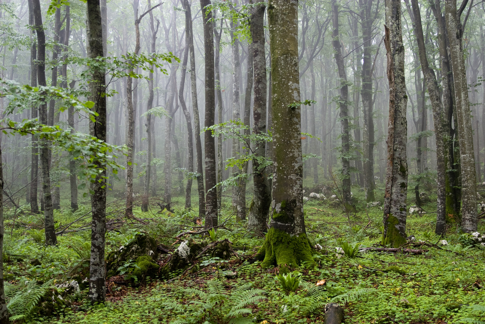 Pentax K100D sample photo. Mystical forest in plitvice lakes national park photography