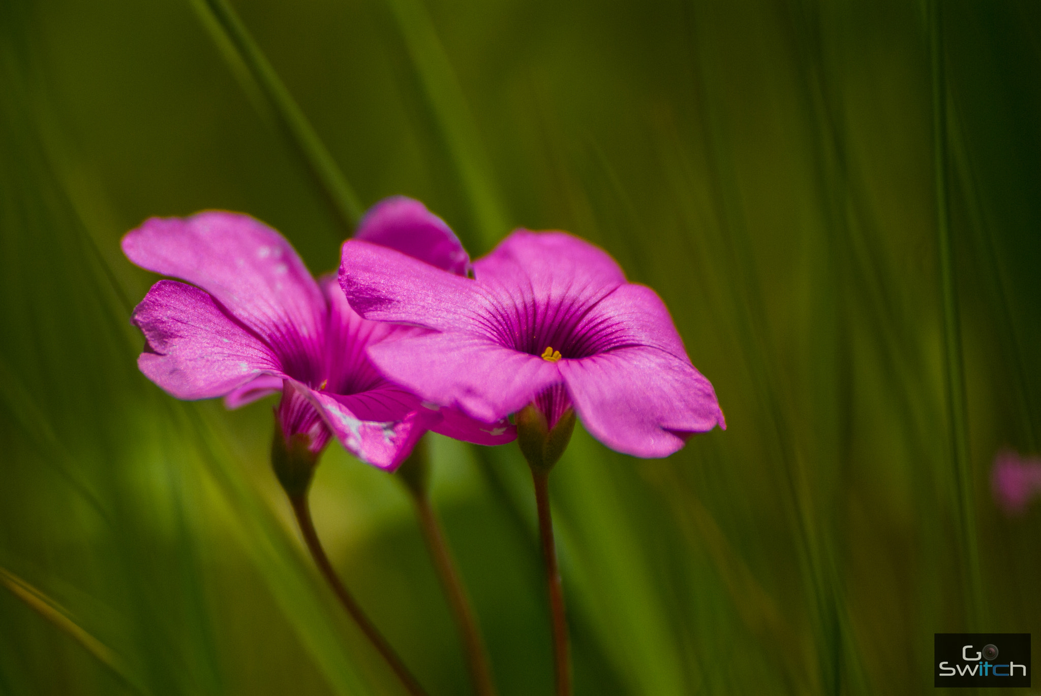 Nikon D200 sample photo