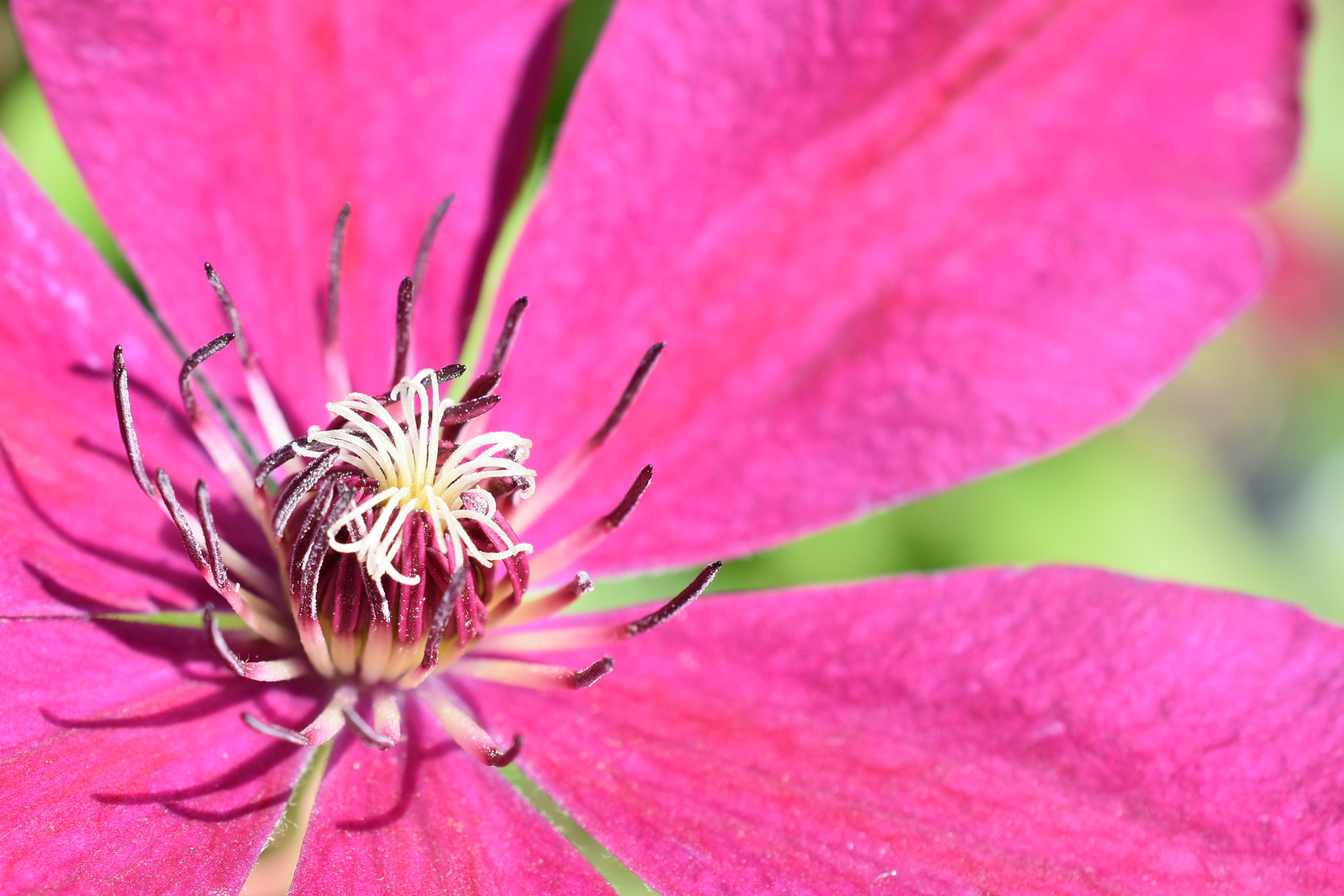 Nikon AF-S DX Micro Nikkor 40mm F2.8 sample photo. Clematis photography