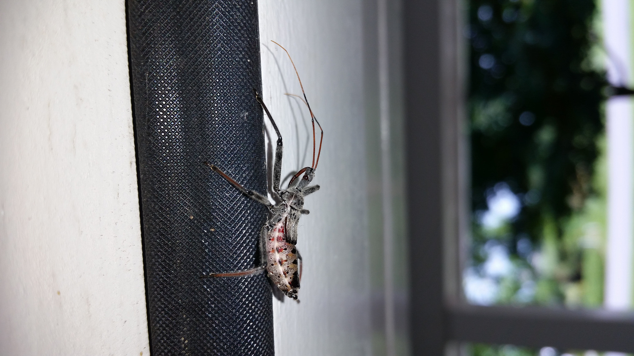 Samsung Galaxy S5 K Sport sample photo. Its a wheel bug.  photography