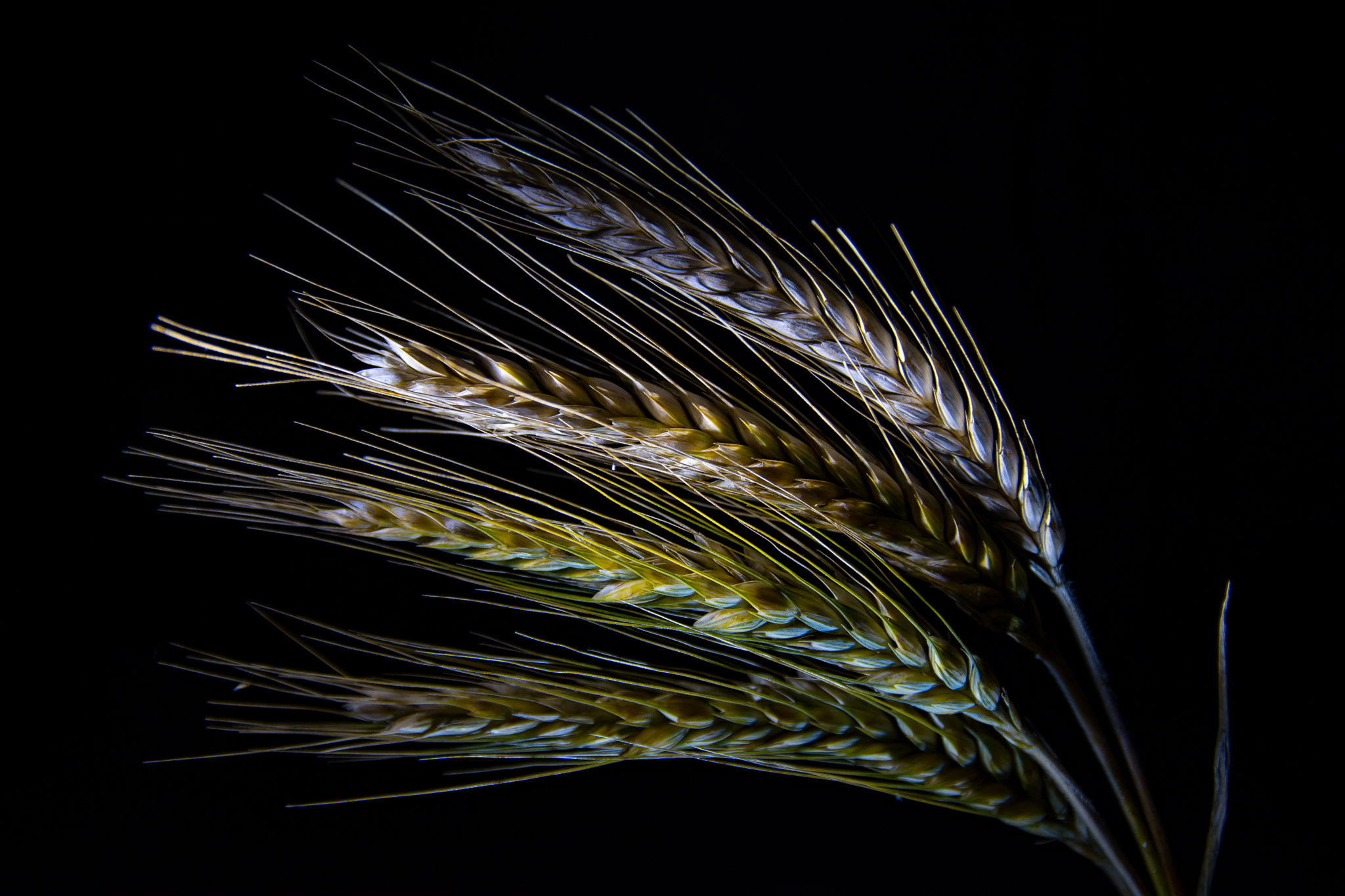 Sigma 17-70mm F2.8-4 DC Macro OS HSM | C sample photo. "corn" photography