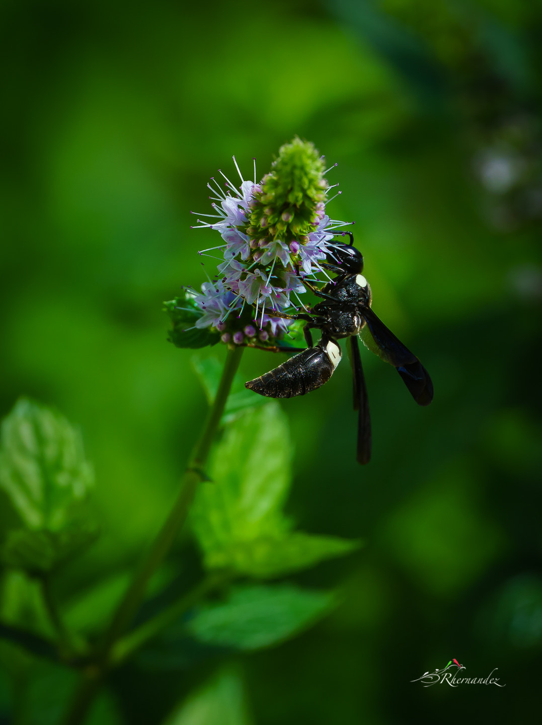 Sony a7R II + Canon EF 200mm F2L IS USM sample photo. Wasp on mint flower photography