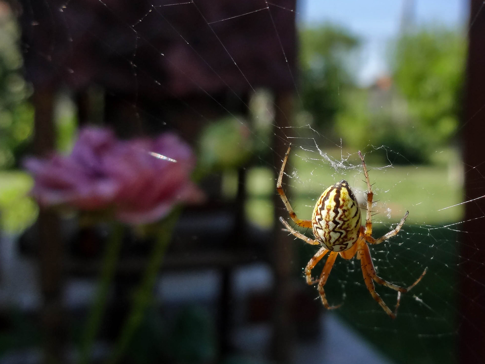 Sony DSC-WX100 sample photo. The bokeh photography