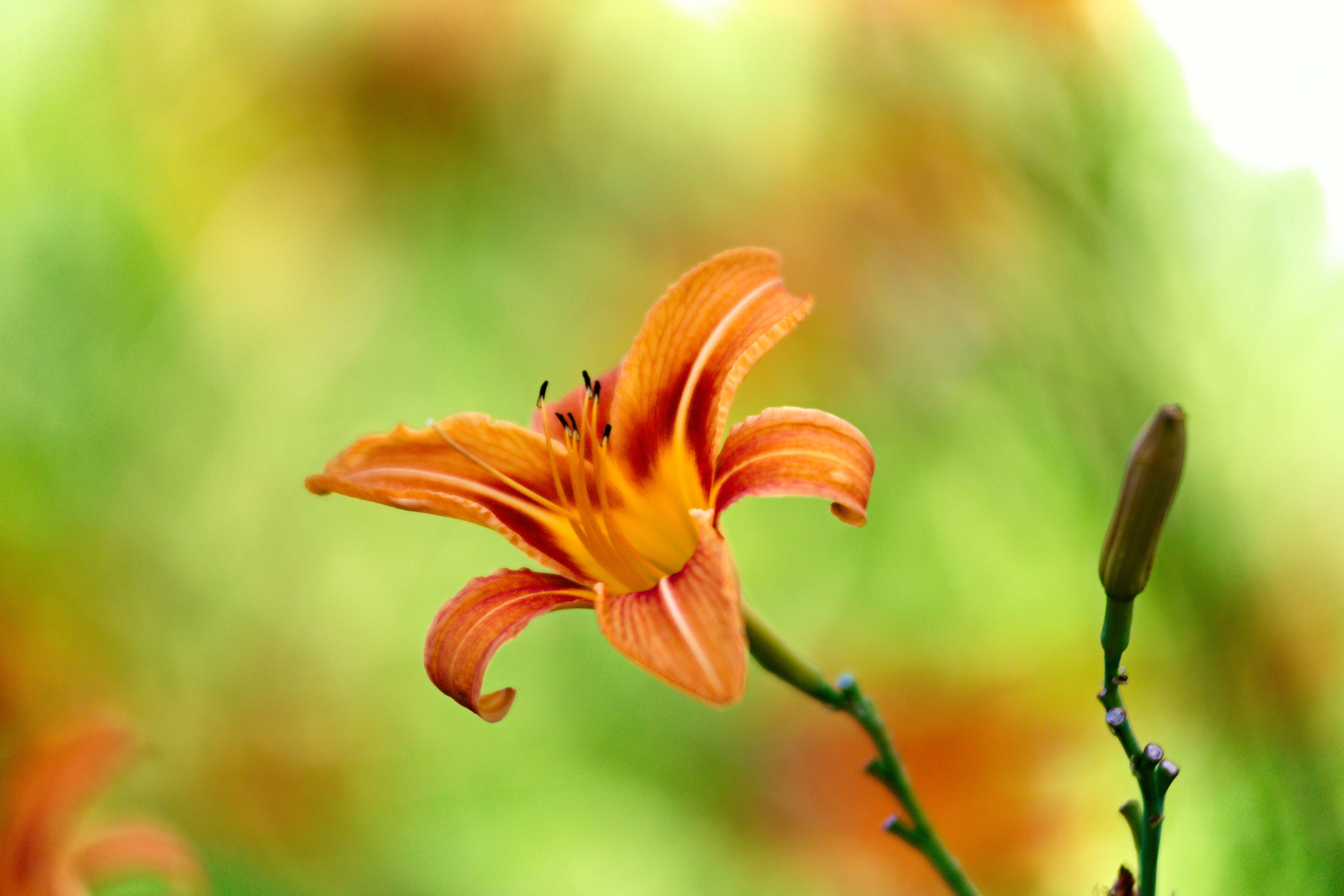 AF Zoom-Nikkor 80-200mm f/2.8 ED sample photo. Rolling stone photography