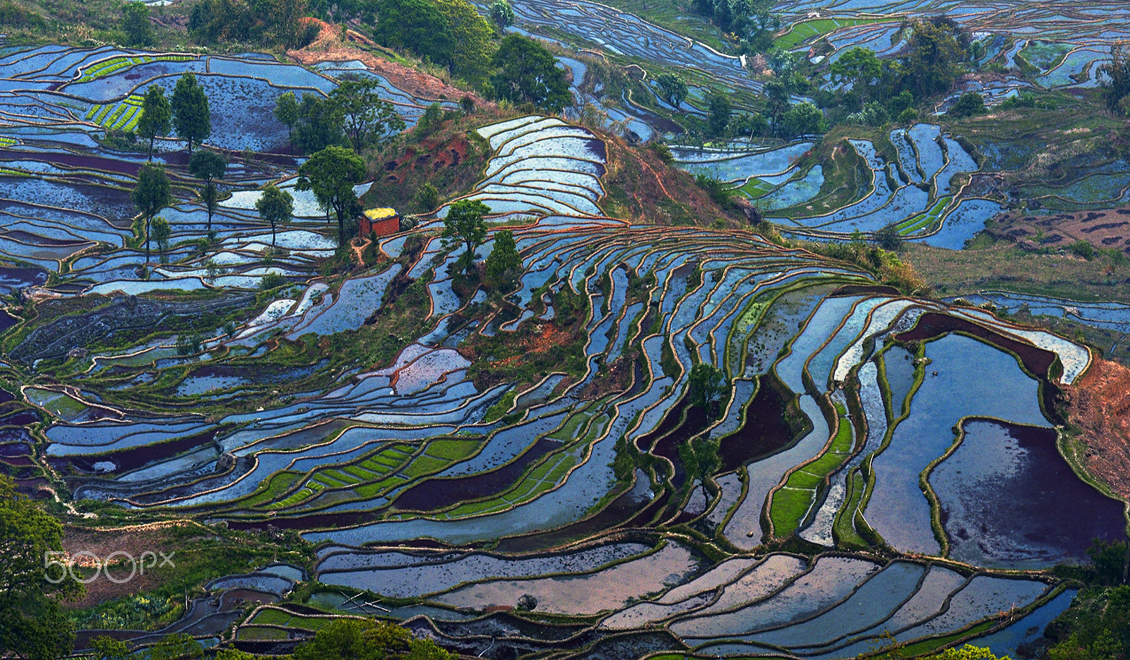 Canon EOS 5DS + Canon EF 70-200mm F4L IS USM sample photo. Red river terraced field photography