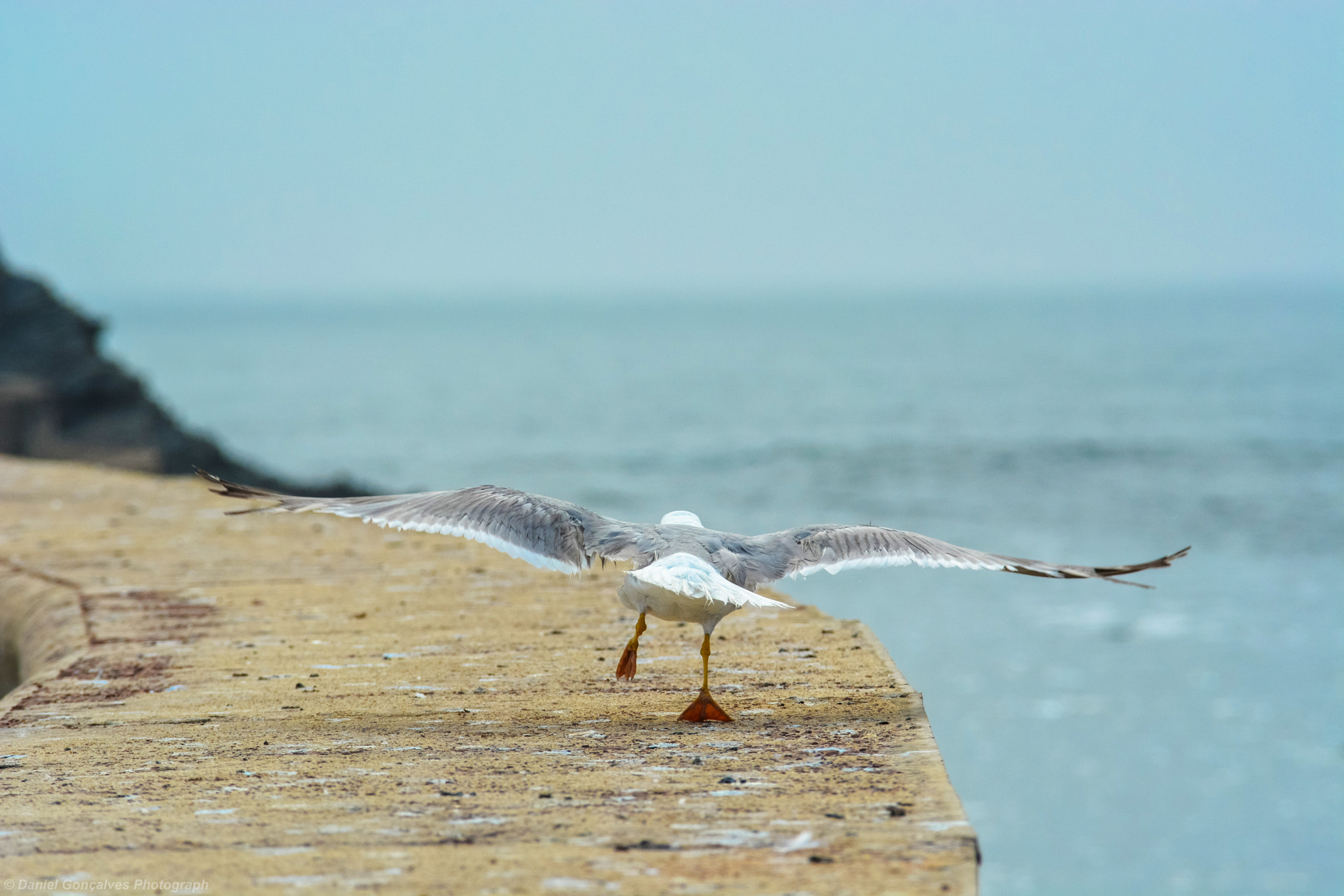 Sigma 70-200mm F2.8 EX DG OS HSM sample photo. I want to fly away photography