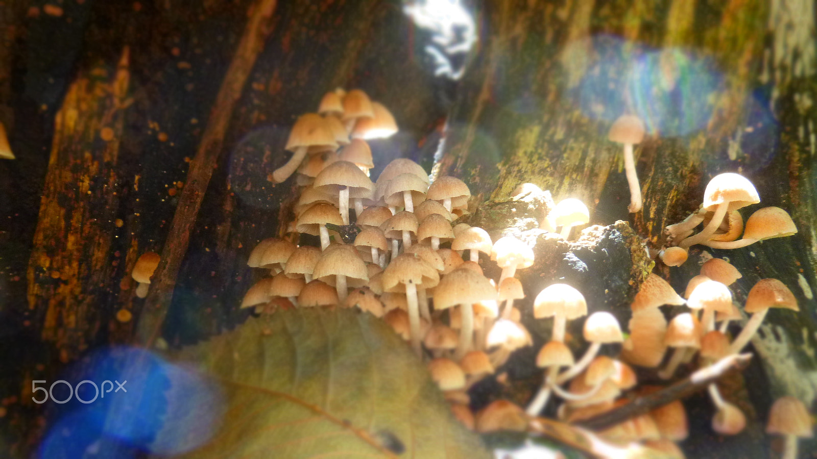 Panasonic DMC-SZ1 sample photo. Mushrooms photography