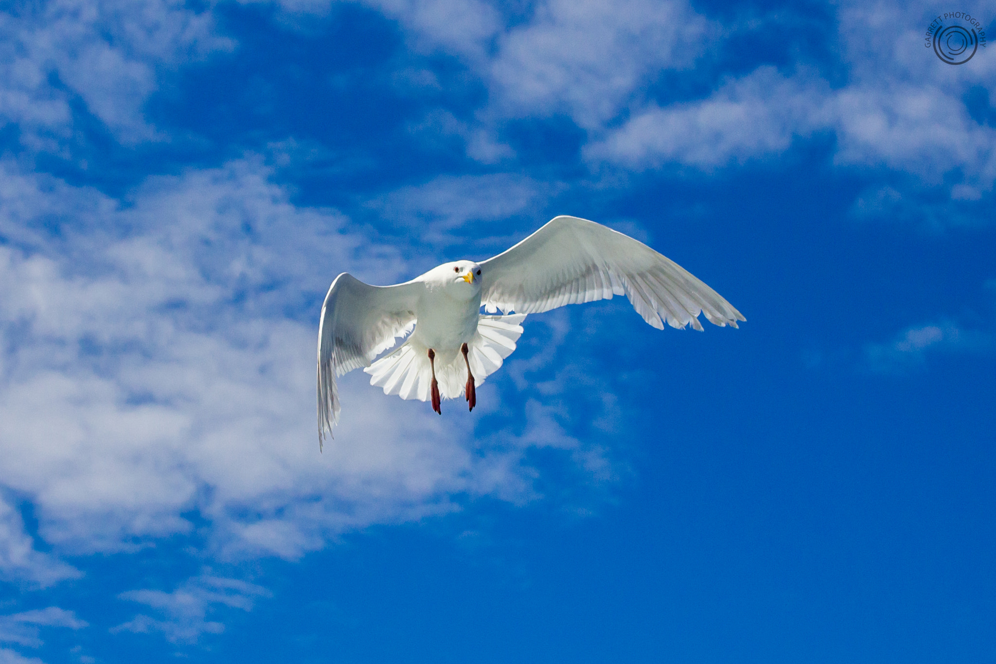 Tamron SP 35mm F1.8 Di VC USD sample photo. Masters of flight photography