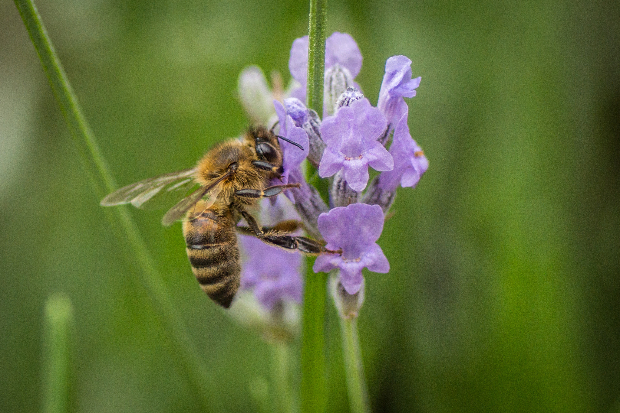 Sony SLT-A77 + Tamron SP AF 90mm F2.8 Di Macro sample photo. Little bee photography