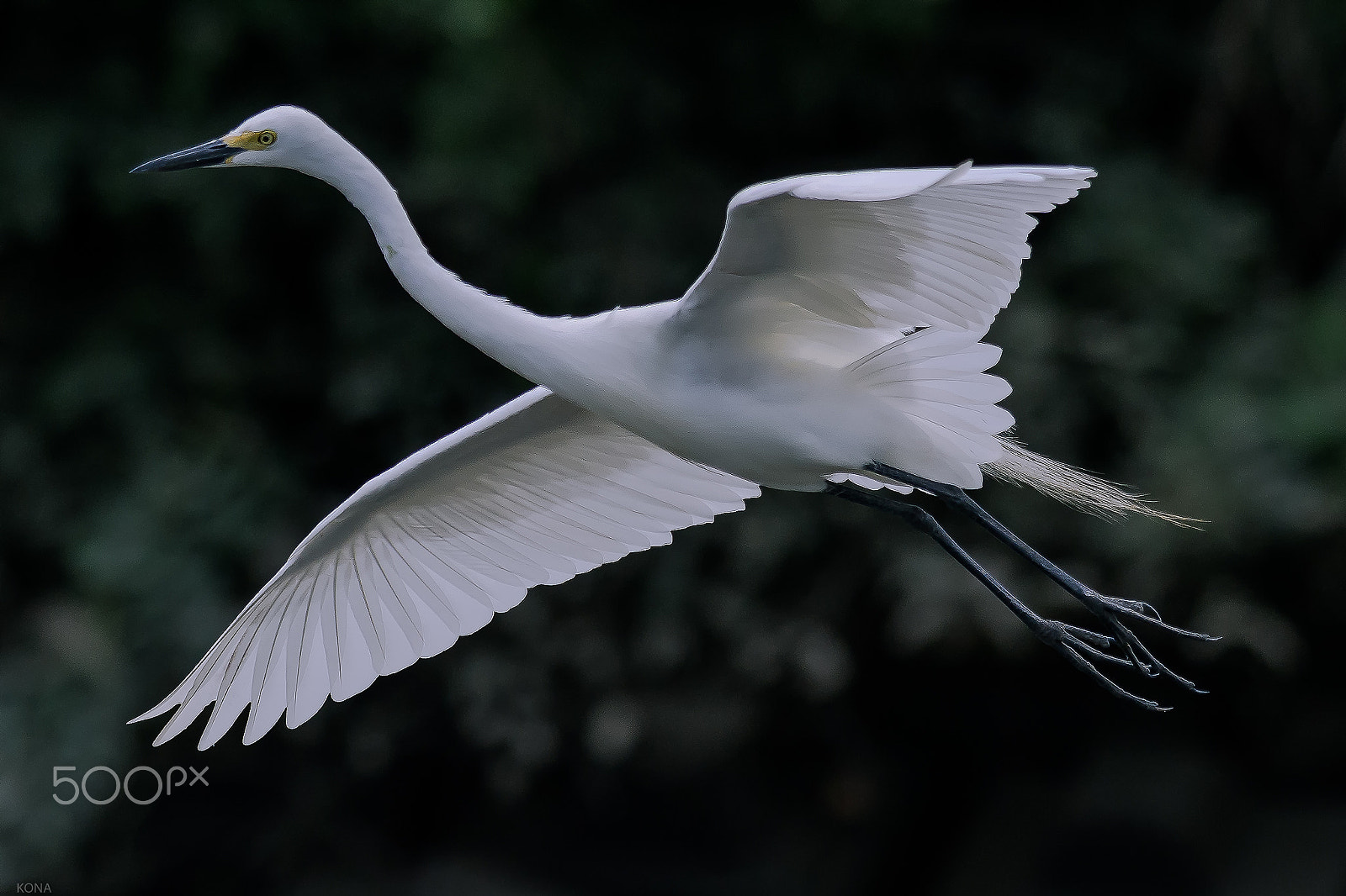 Nikon AF-S Nikkor 400mm F2.8G ED VR II sample photo. Sagi photography