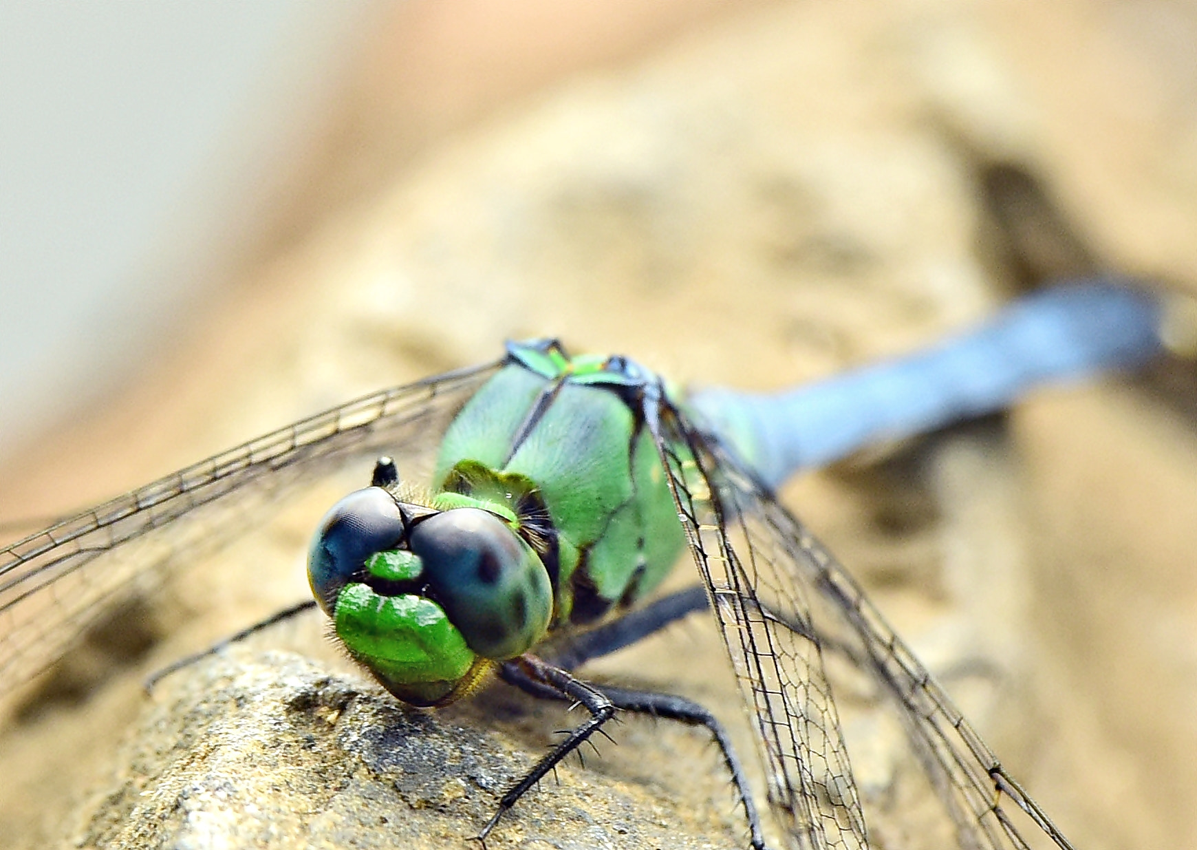 Tamron SP 70-200mm F2.8 Di VC USD sample photo. Dragonfly photography