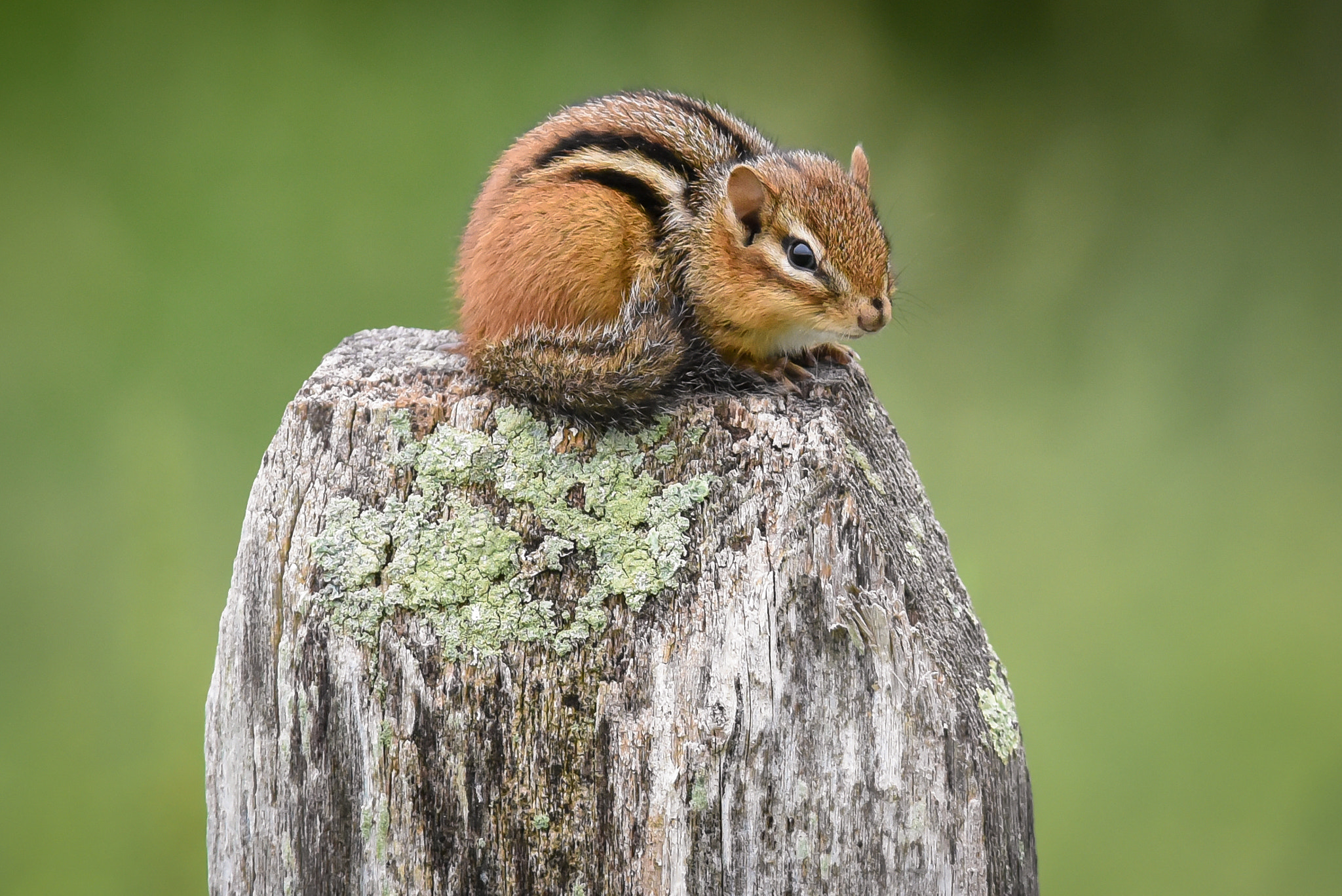 Nikon AF-S Nikkor 300mm F2.8G ED-IF VR sample photo. Chilling! photography