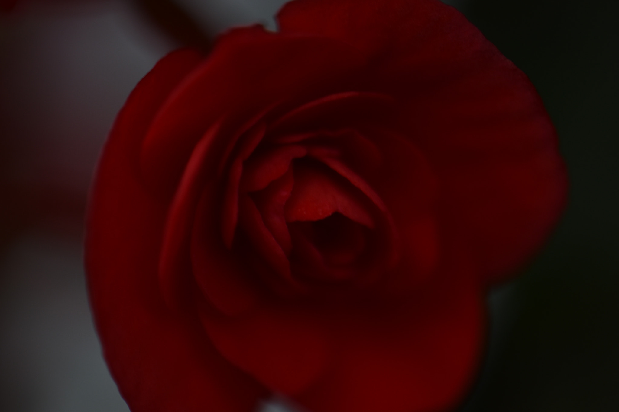 Nikon AF-S DX Micro-Nikkor 85mm F3.5G ED VR sample photo. Red flower at dusk.jpg photography