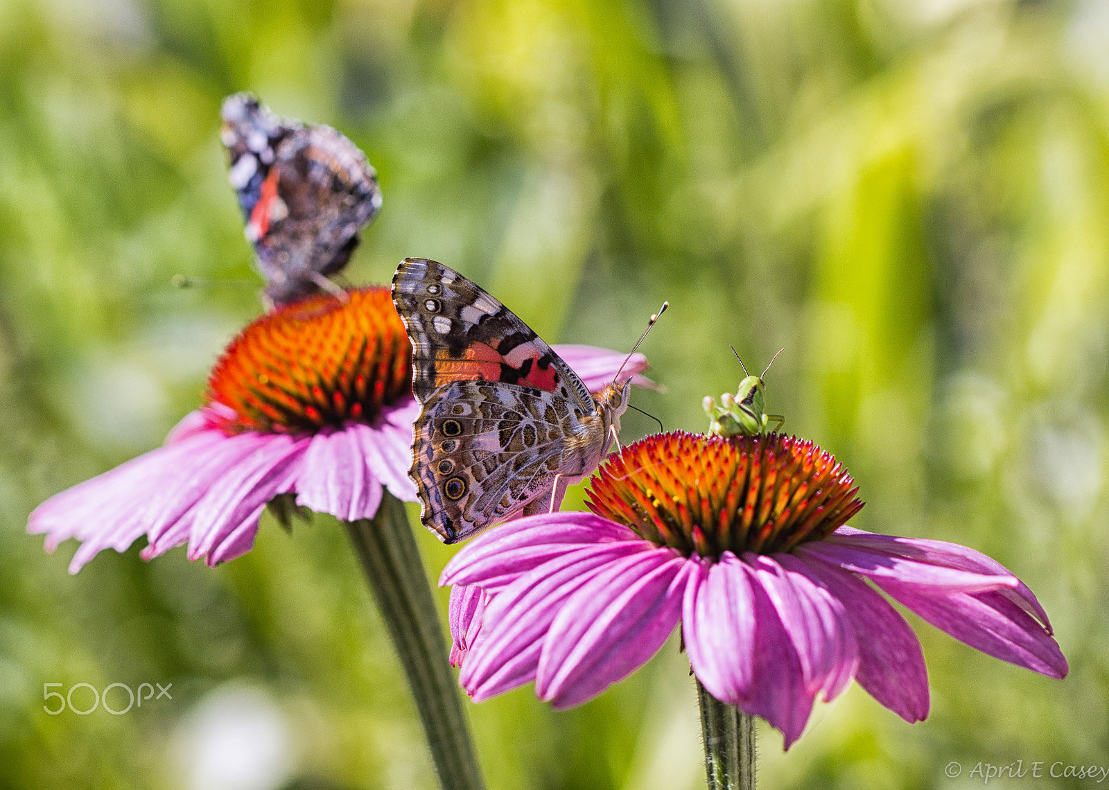 Canon EF 100mm F2.8L Macro IS USM sample photo. Coneflower cafe photography