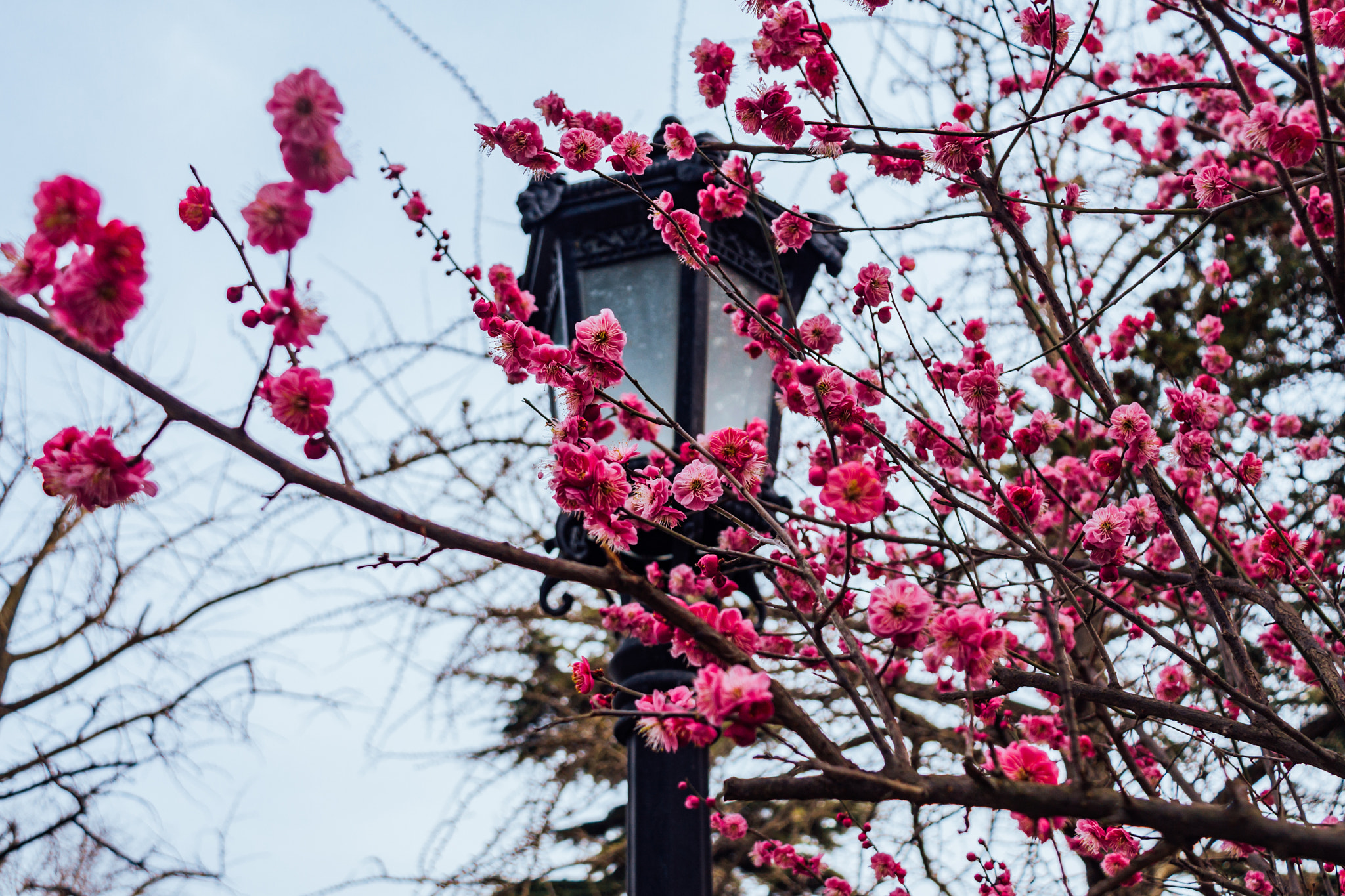 Canon EOS 40D sample photo. Visit flowers photography