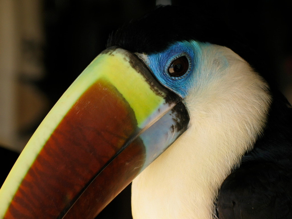 Canon POWERSHOT G3 sample photo. Toucan photography