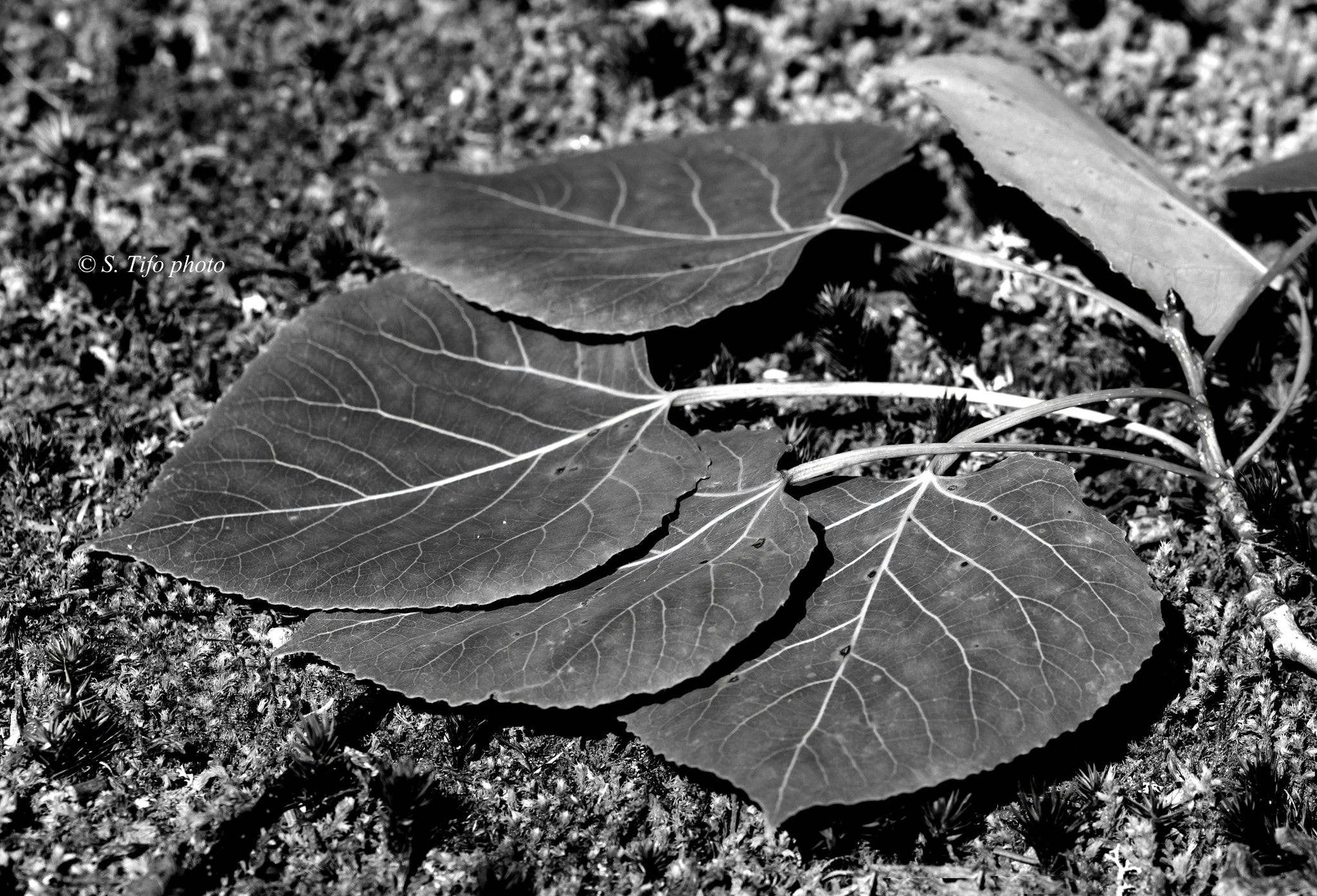 Sigma 105mm F2.8 EX DG OS HSM sample photo. Quatre ... photography