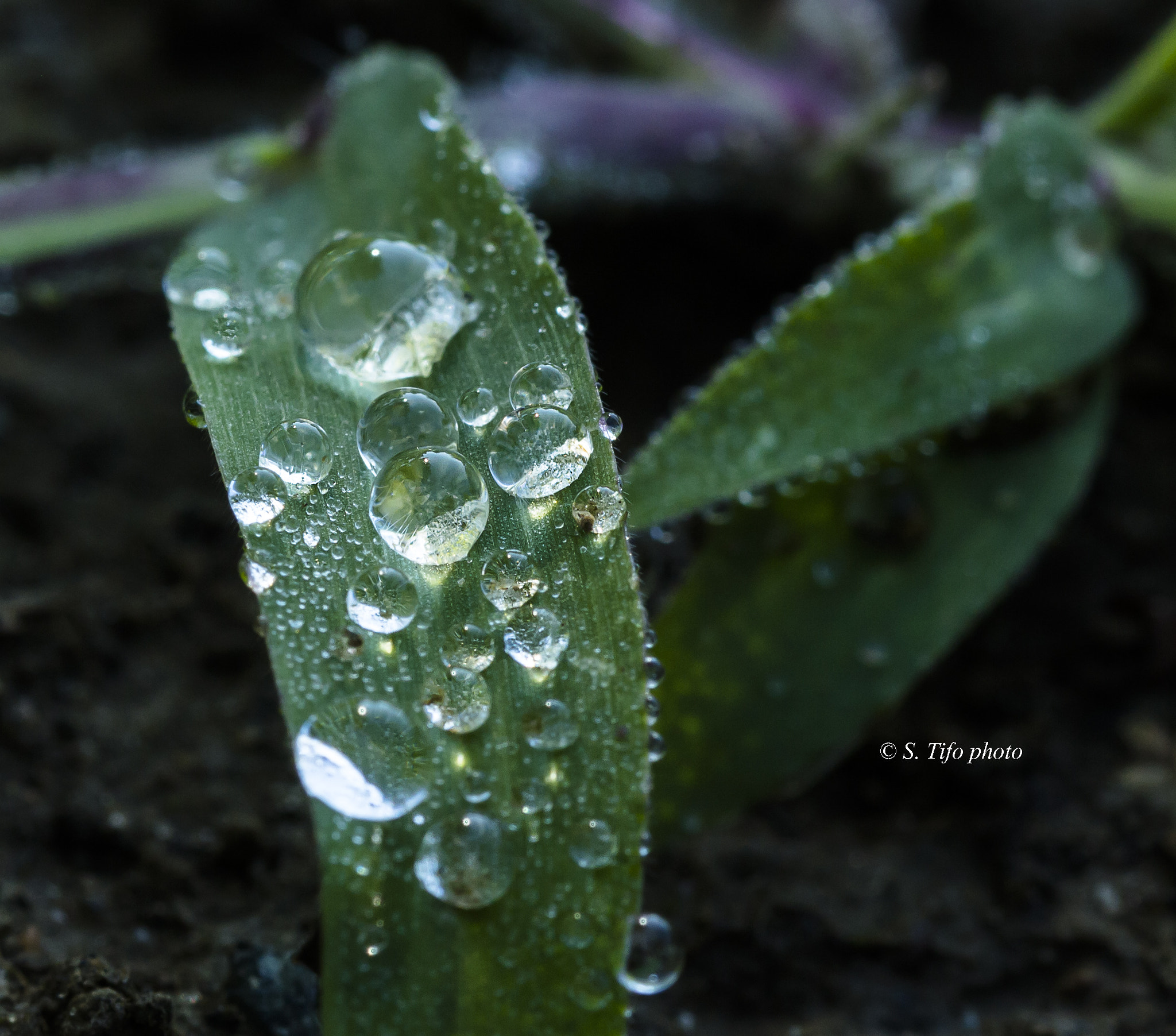 Sigma 105mm F2.8 EX DG OS HSM sample photo. Morning tears ... photography