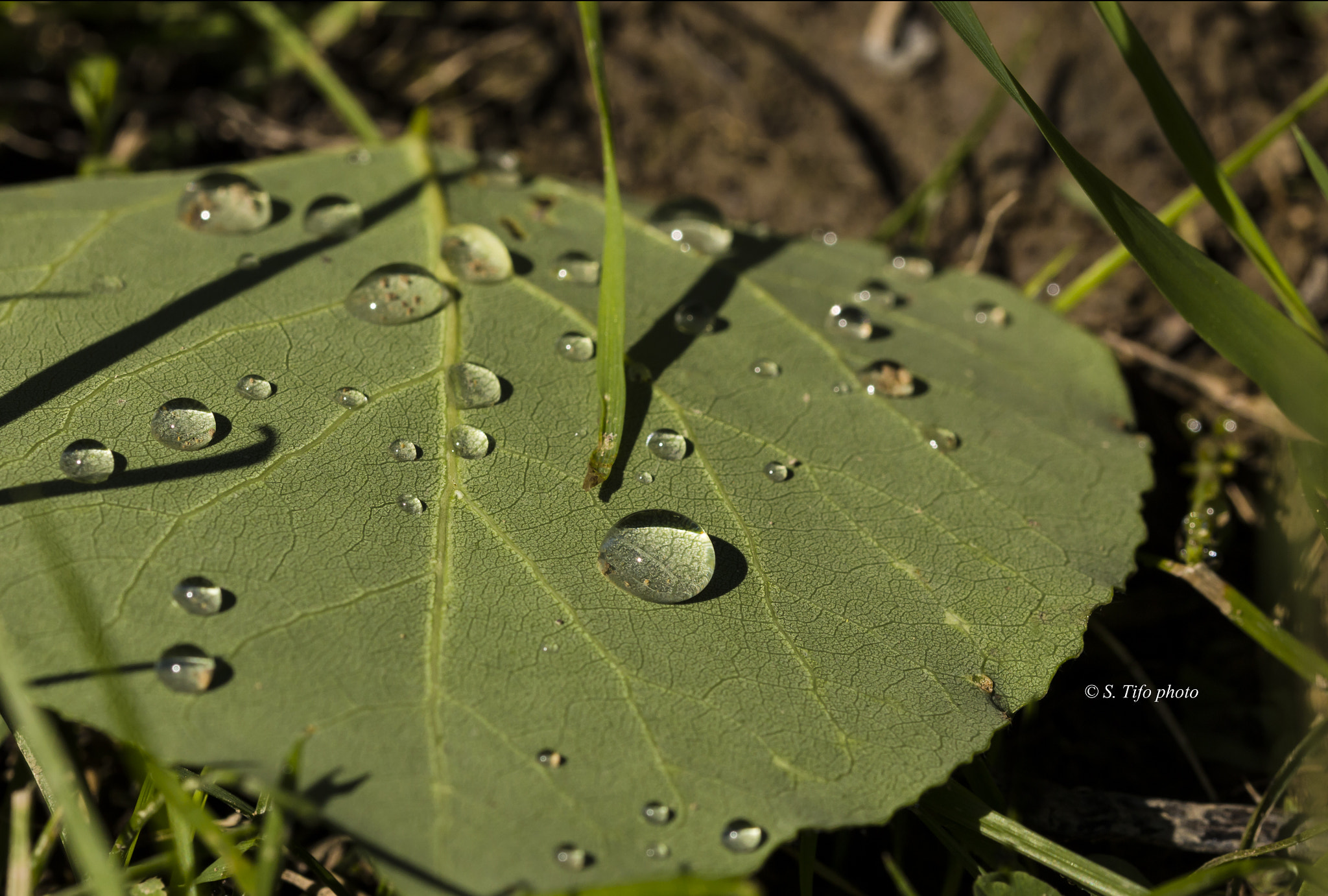 Sigma 105mm F2.8 EX DG OS HSM sample photo. Shadows and drops ... photography