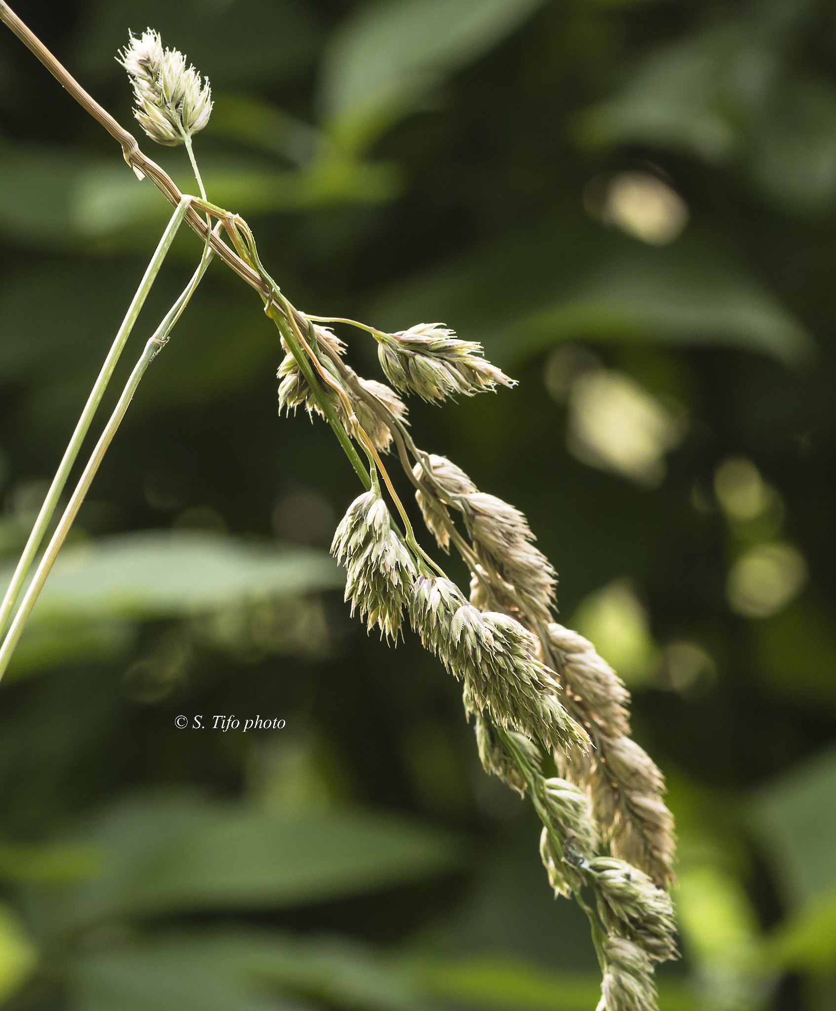 Canon EOS 700D (EOS Rebel T5i / EOS Kiss X7i) + Sigma 105mm F2.8 EX DG OS HSM sample photo. In the wind .. photography