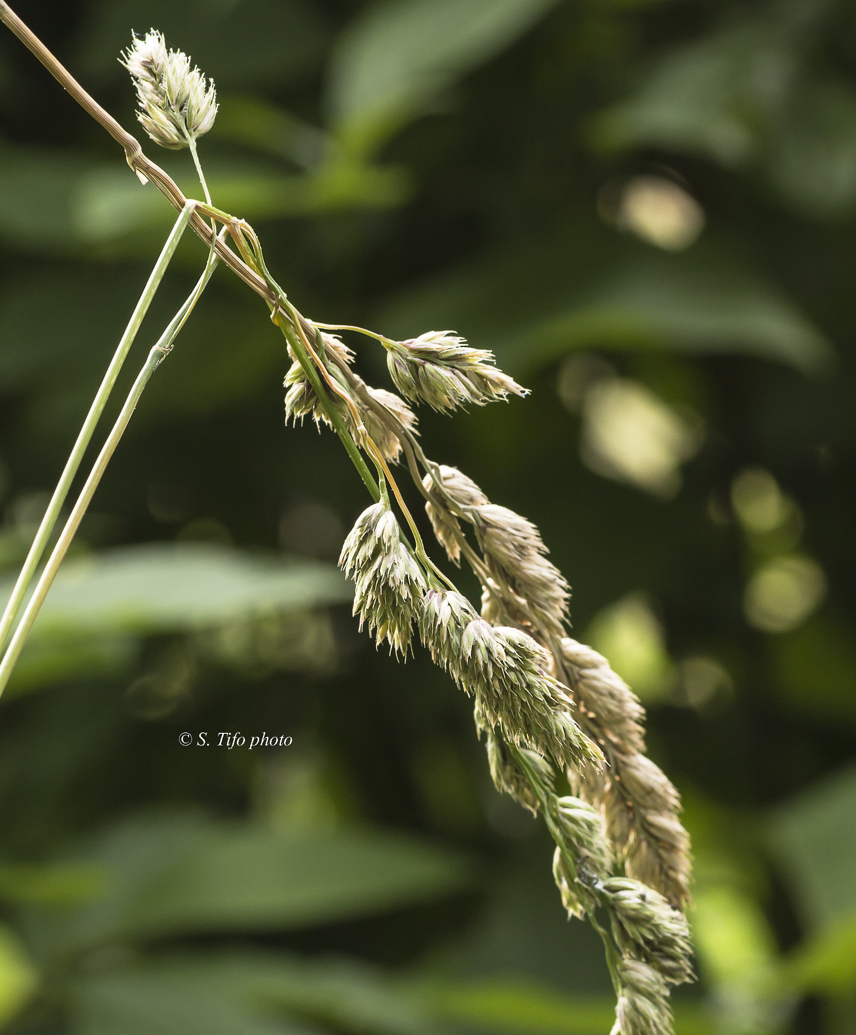 Sigma 105mm F2.8 EX DG OS HSM sample photo. In the wind .. photography