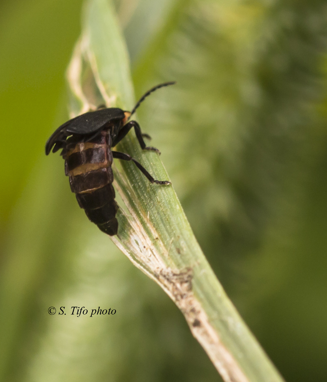 Sigma 105mm F2.8 EX DG OS HSM sample photo. Don't look at me .... photography
